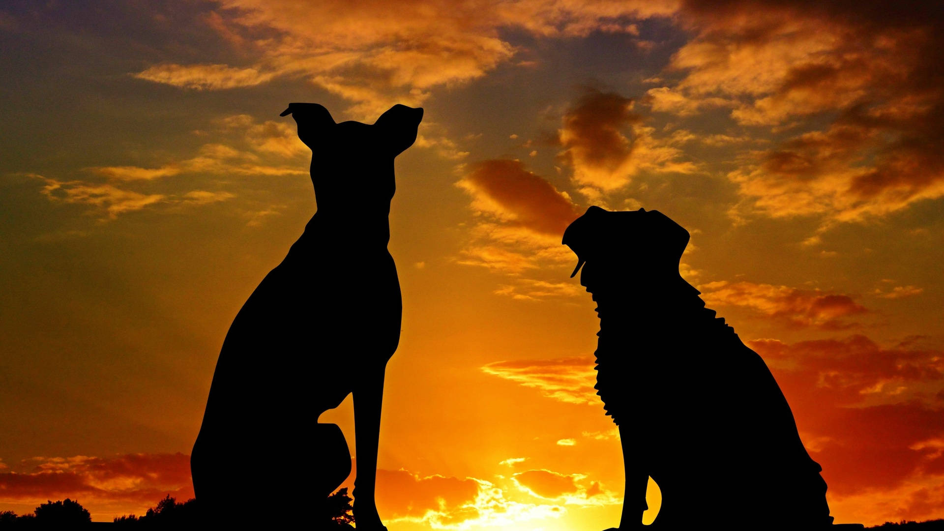 1920x1080 HD, dogs silhouette, fiery orange and yellow sunset, Full HD Desktop Wallpaper