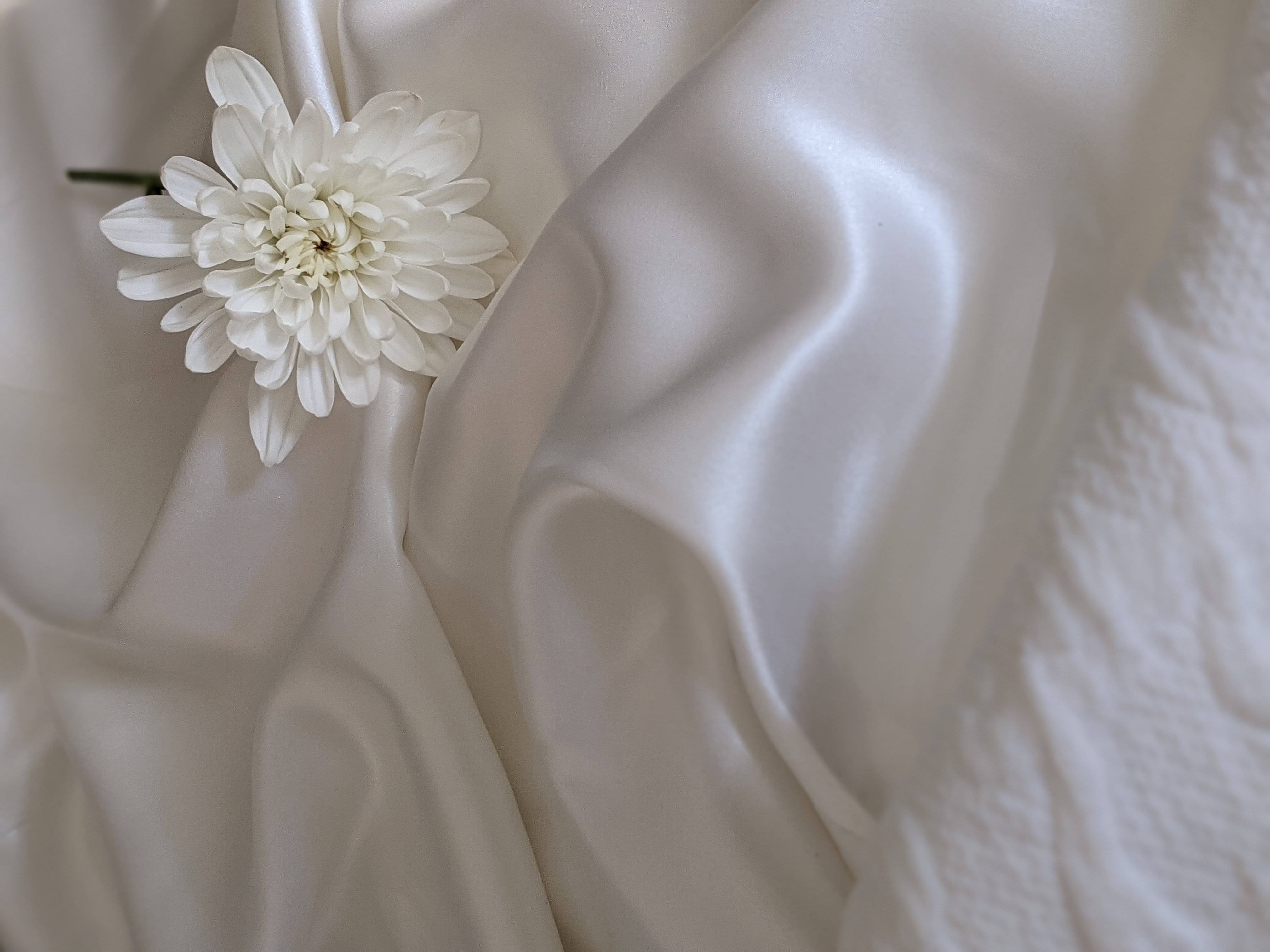 chrysanthemum, white silk, cream satin, 4K Desktop Wallpaper