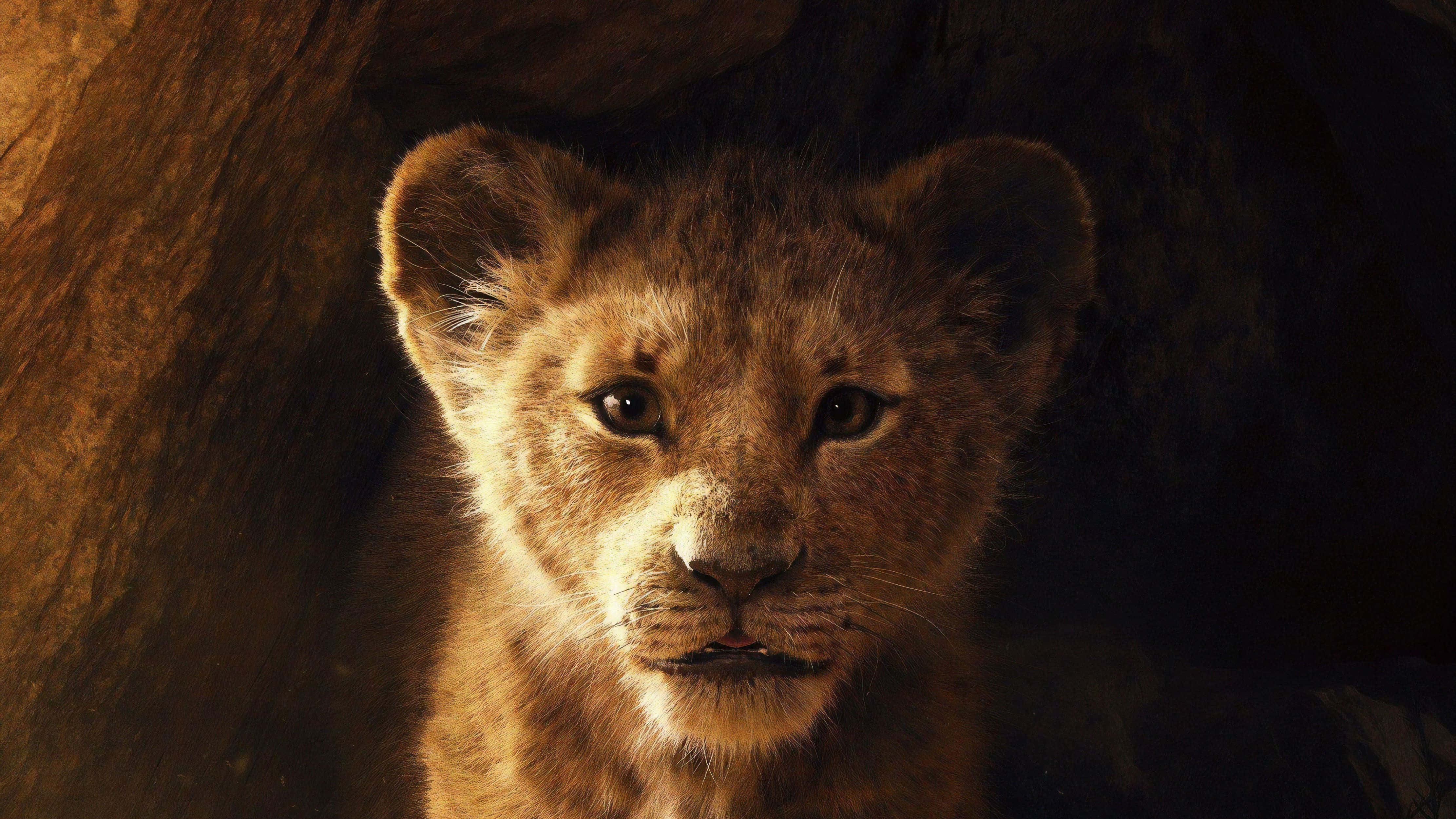 Simba, young lion cub, golden fur, 4K Desktop Wallpaper
