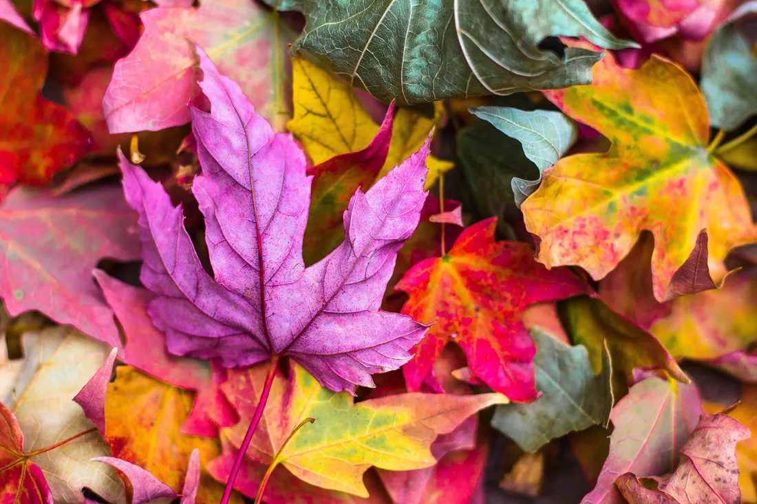 Simple Autumn