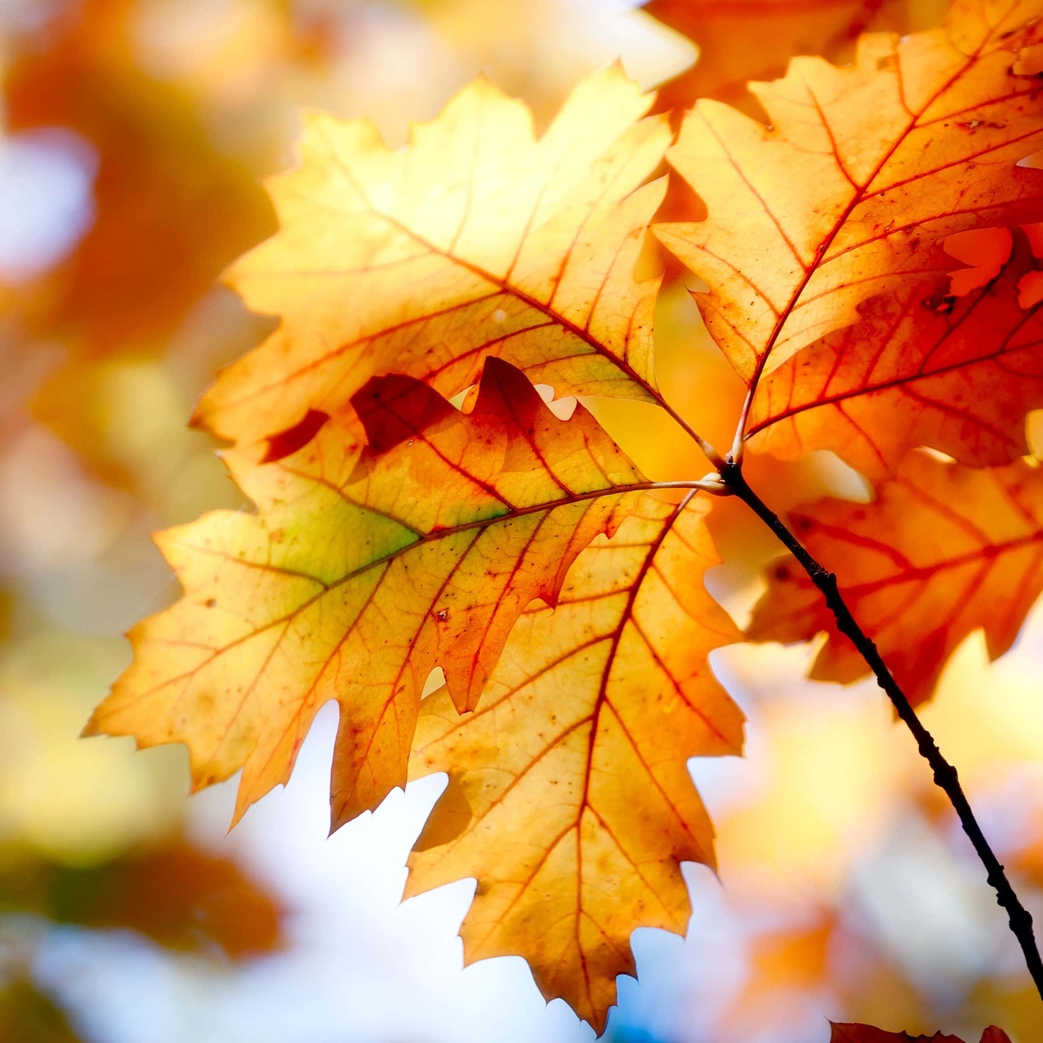 autumn oak leaves, golden orange hues, soft blurred sky, Full HD Desktop Wallpaper