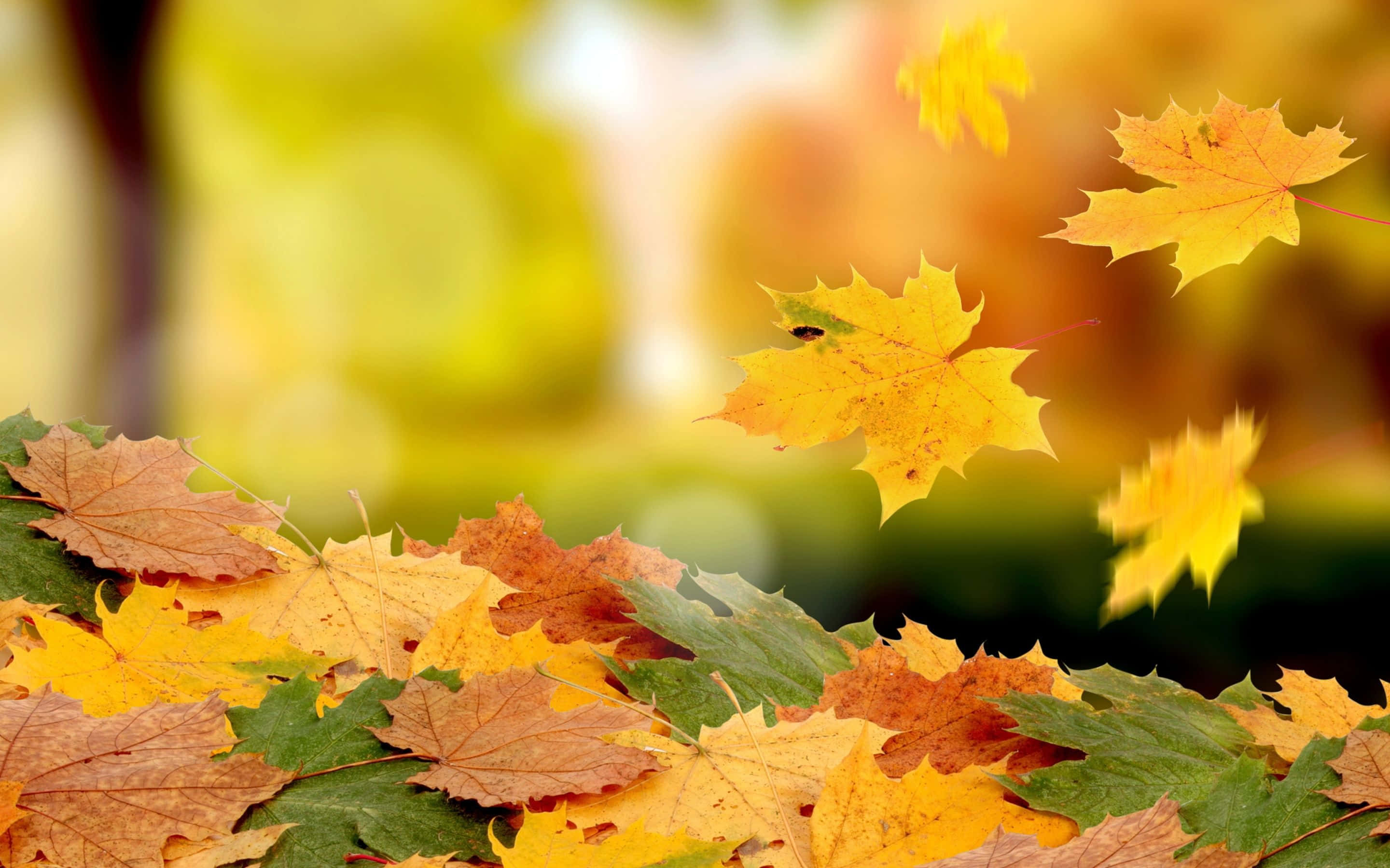 autumn, maple leaves, golden orange, 2K Desktop Wallpaper