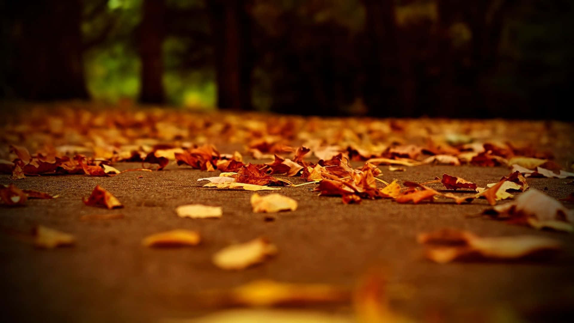autumn leaves, warm golden hues, forest path, Full HD Desktop Wallpaper