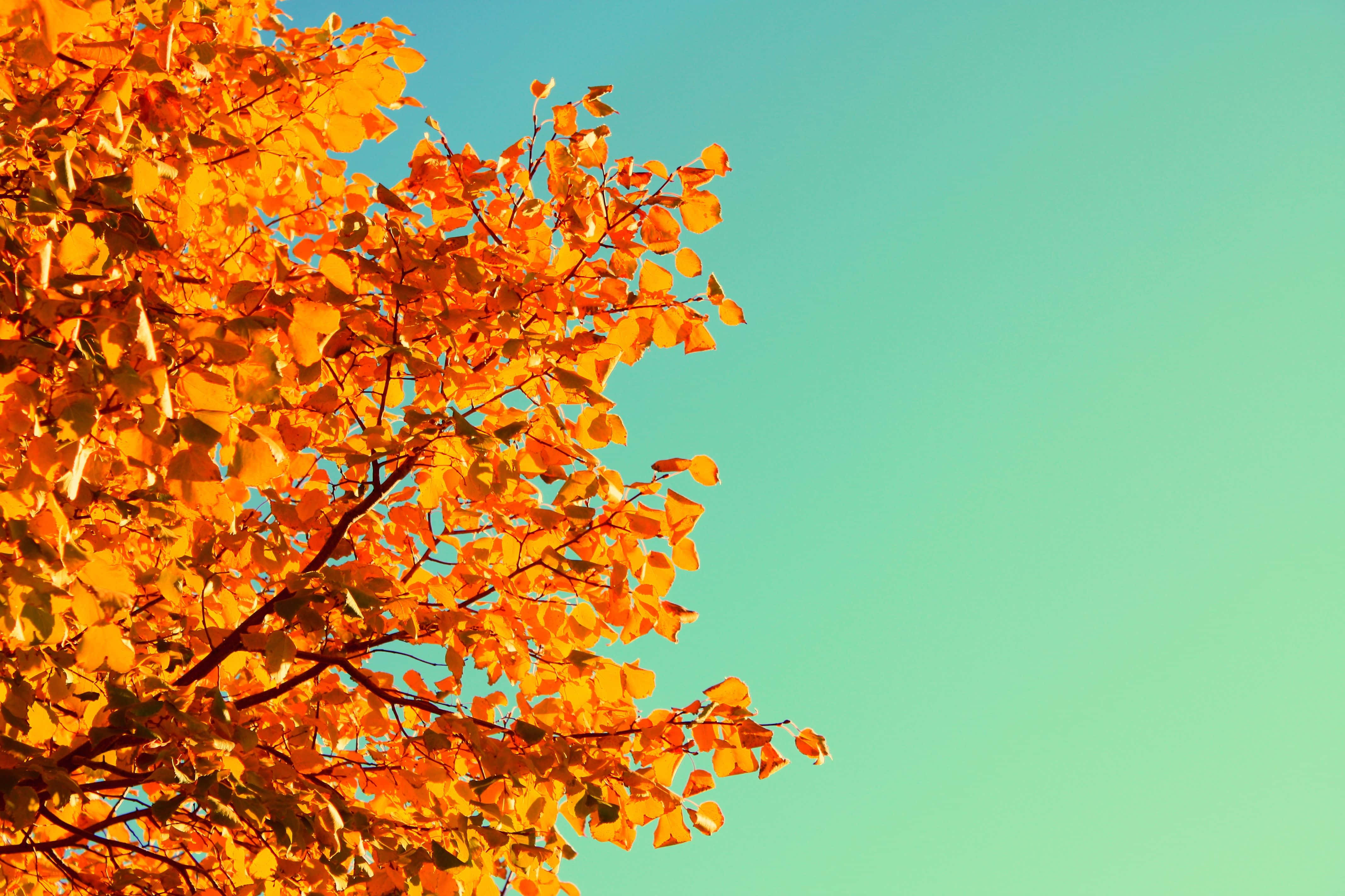 autumn, orange autumn leaves, clear turquoise sky, 4K Desktop Wallpaper