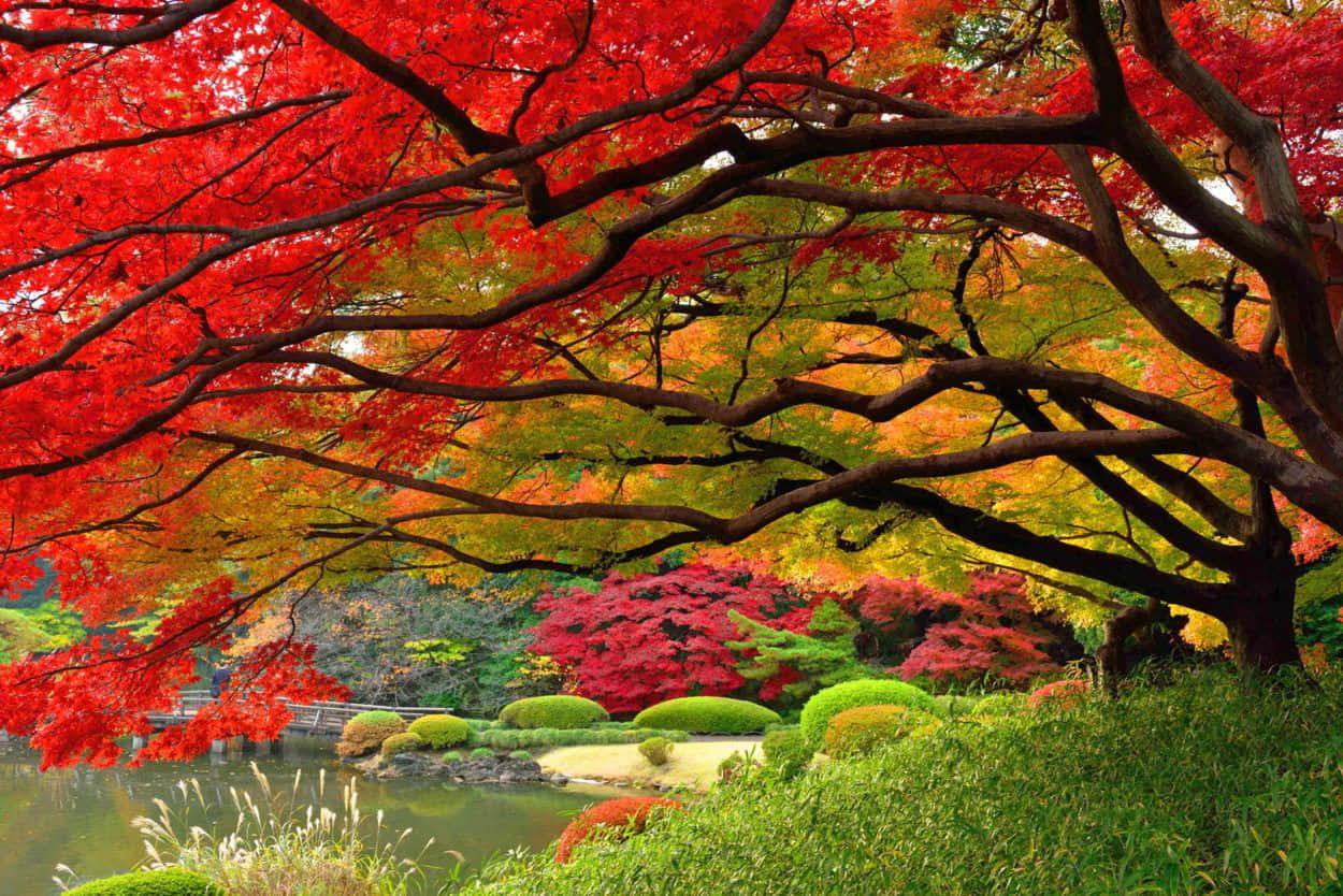 Simple Autumn, red maple leaves, gold maple leaves, SD Desktop Wallpaper