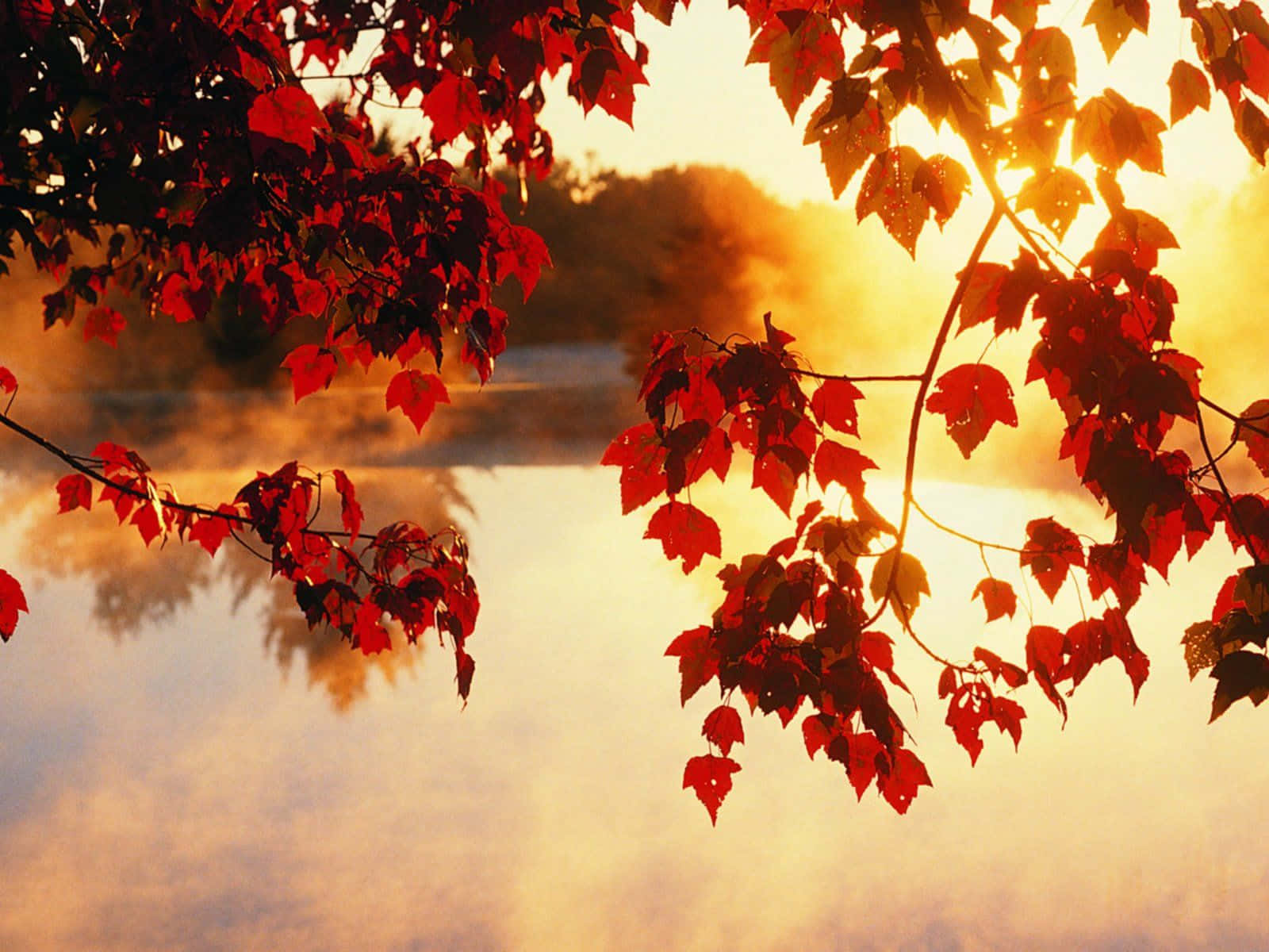 autumn, red maple leaves, misty sunrise, HD Desktop Wallpaper