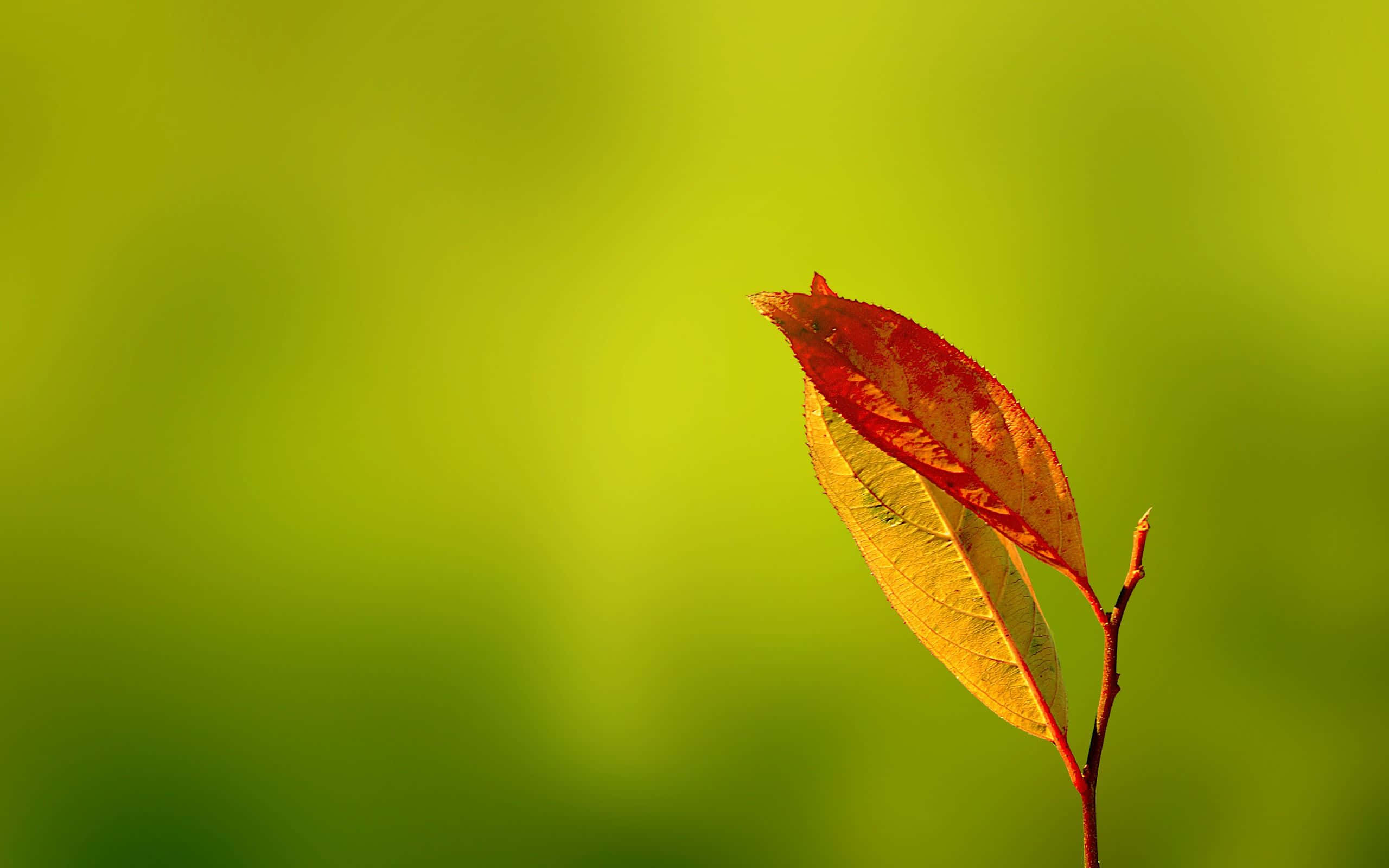 autumn leaf, red and yellow hues, soft green blurred background, 2K Desktop Wallpaper