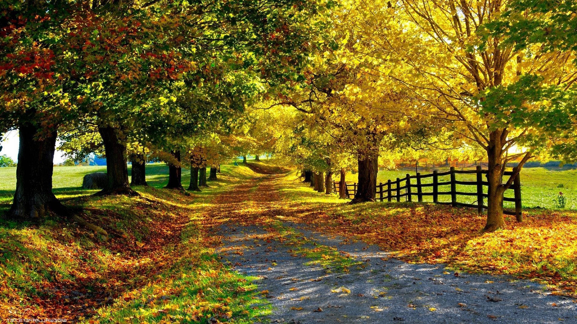 1920x1080, HD, autumn forest, Full HD Desktop Wallpaper