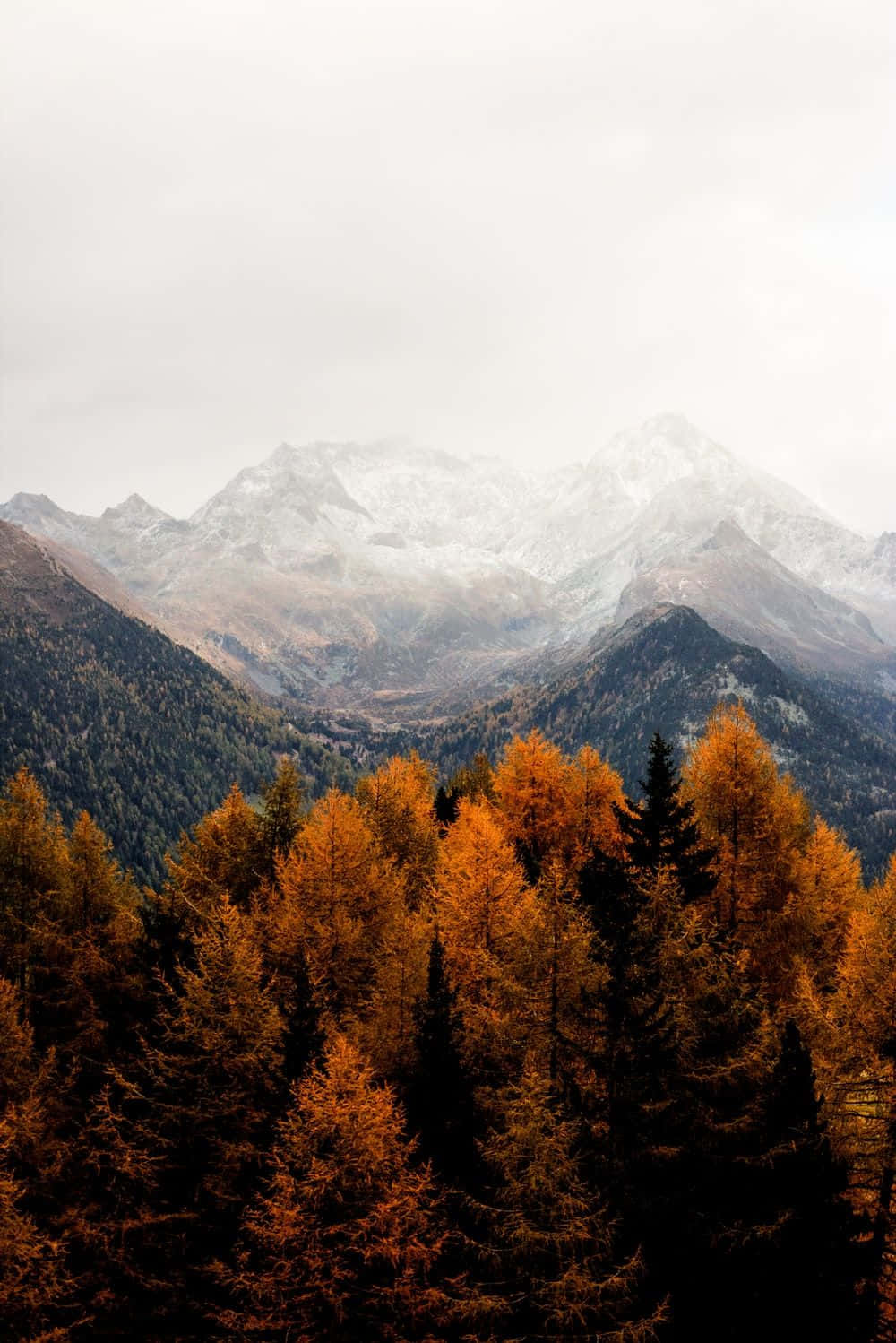 simple autumn, golden larch trees, yellow and orange trees, HD Phone Wallpaper
