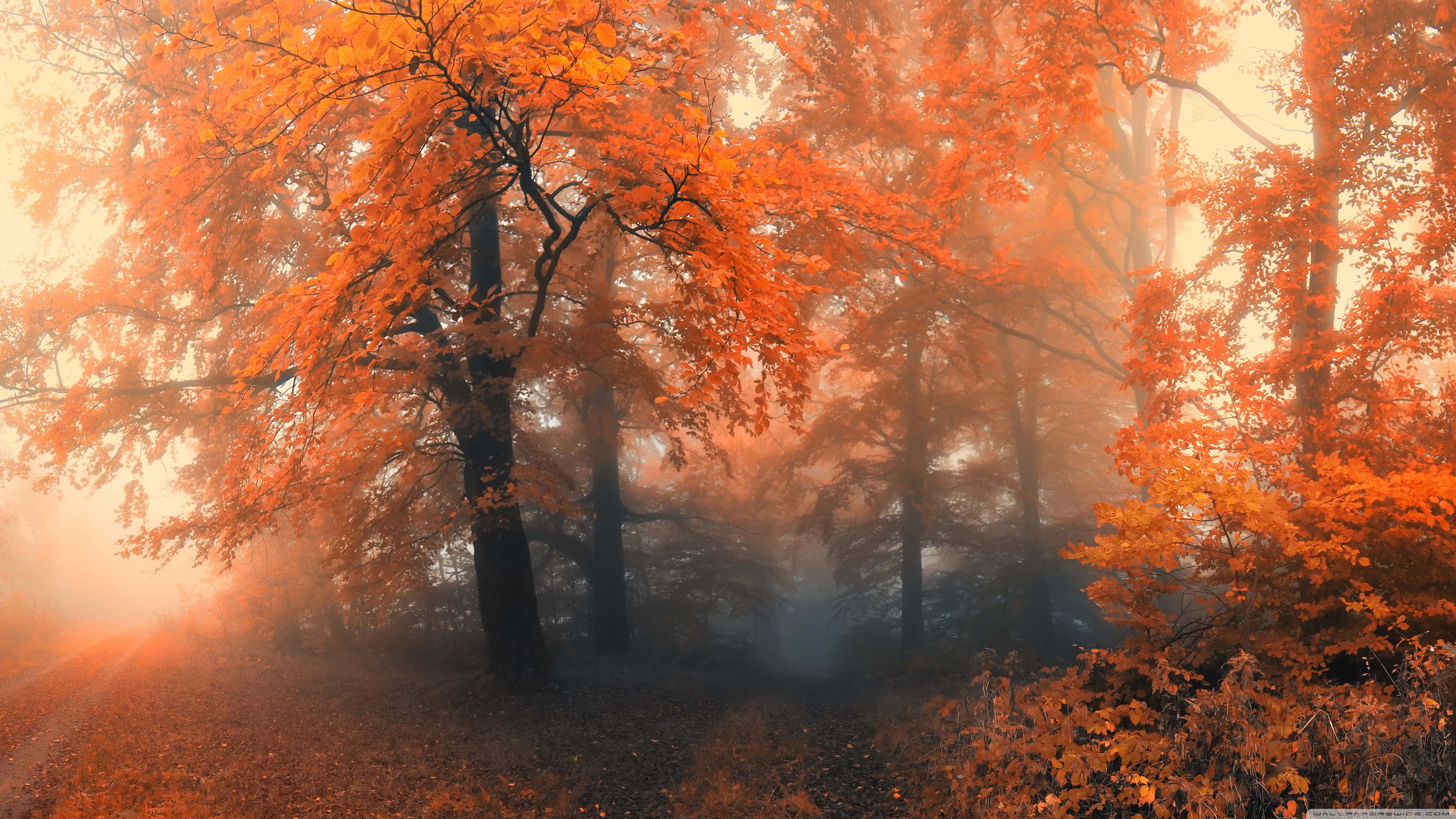 3840 x 2160, autumn, vibrant orange autumn trees, 4K Desktop Wallpaper