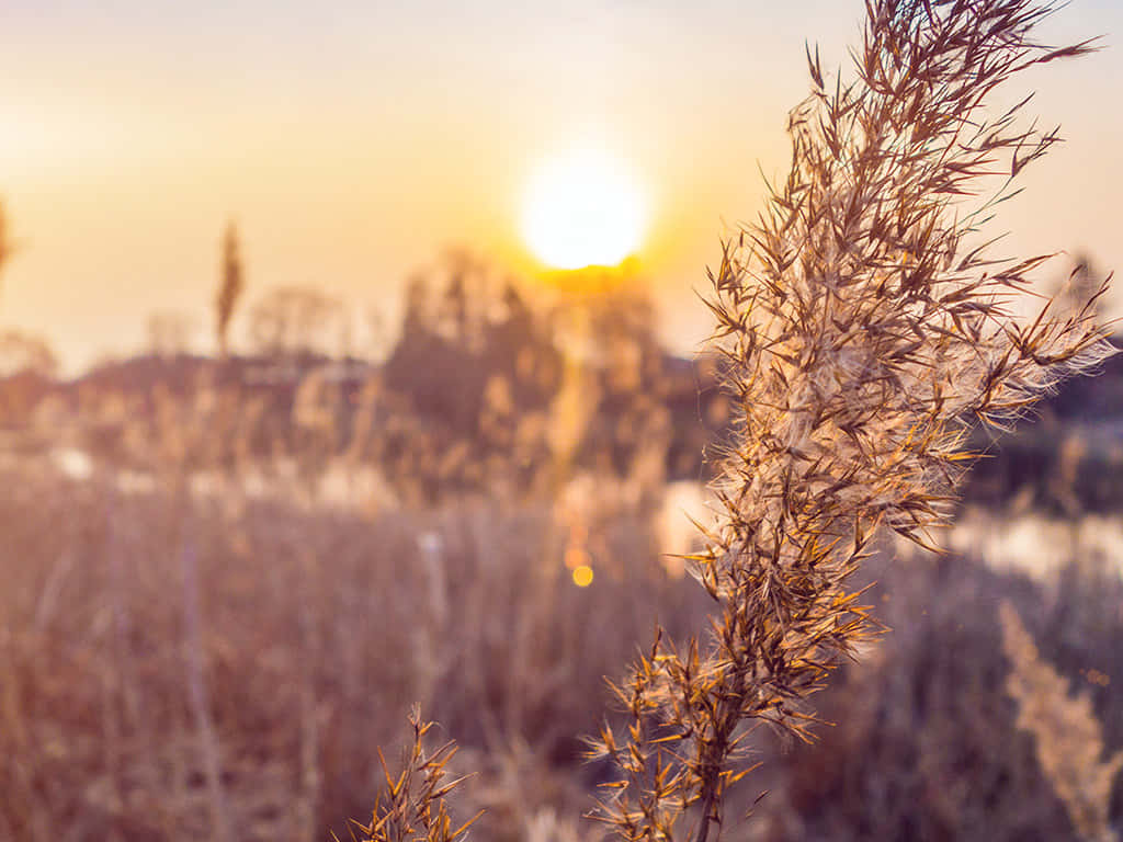 Golden sunset, blurred trees, feathery reed, SD Desktop Wallpaper