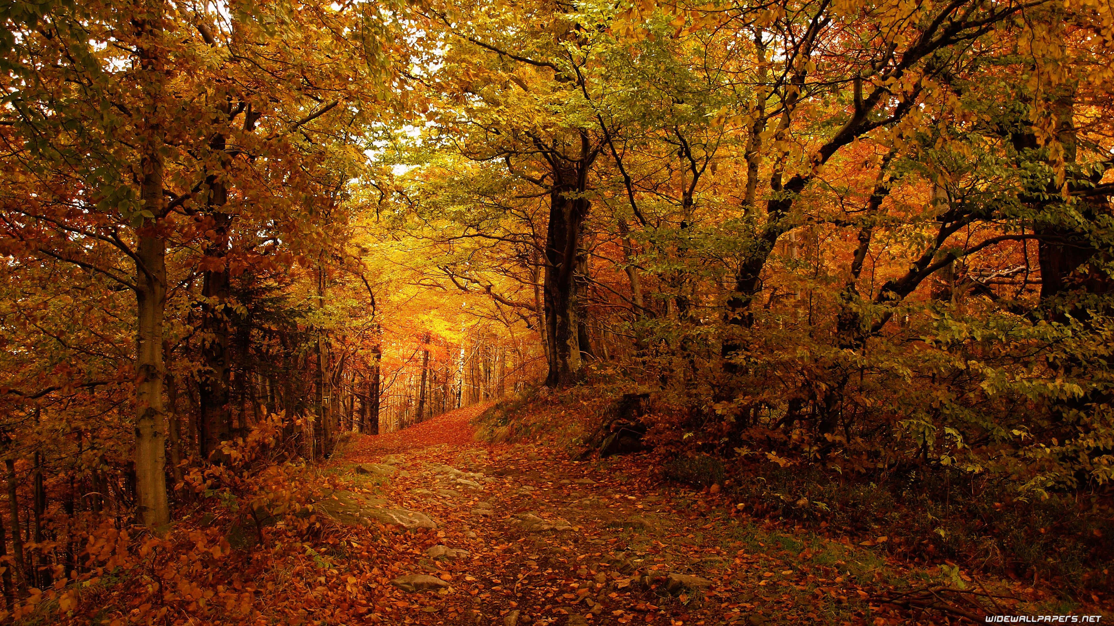 3840 x 2160, autumn, winding forest path, 4K Desktop Wallpaper