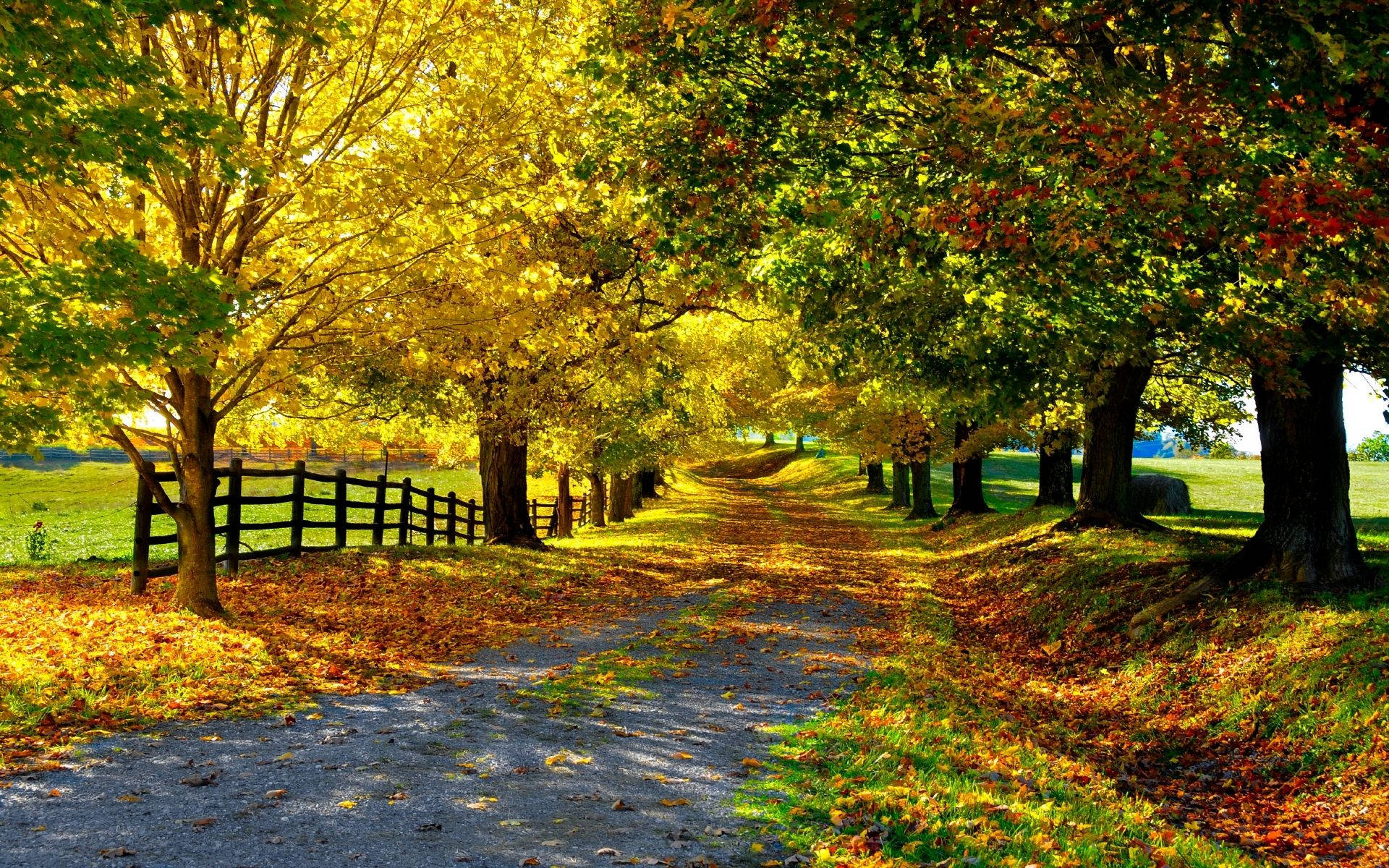 autumn forest, gravel path, golden leaves, Full HD Desktop Wallpaper
