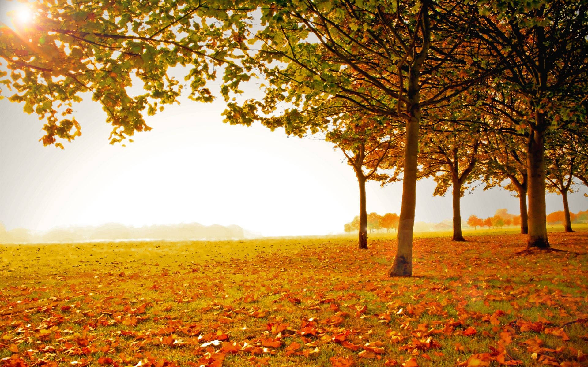 autumn season daylight, golden autumn leaves, sunlit field, Full HD Desktop Wallpaper