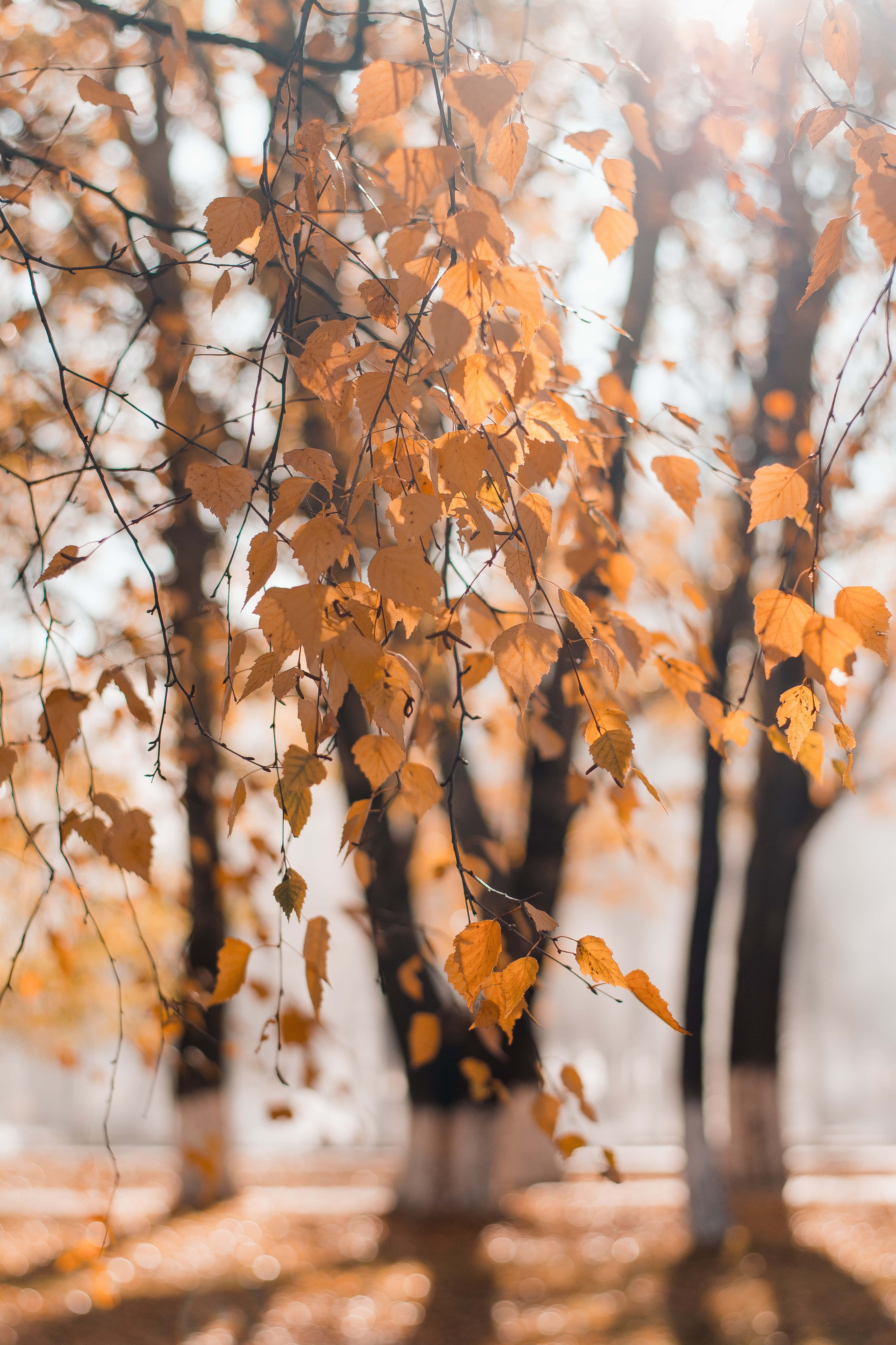 autumn leaves, sunlight, bare branches, 5K Phone Wallpaper