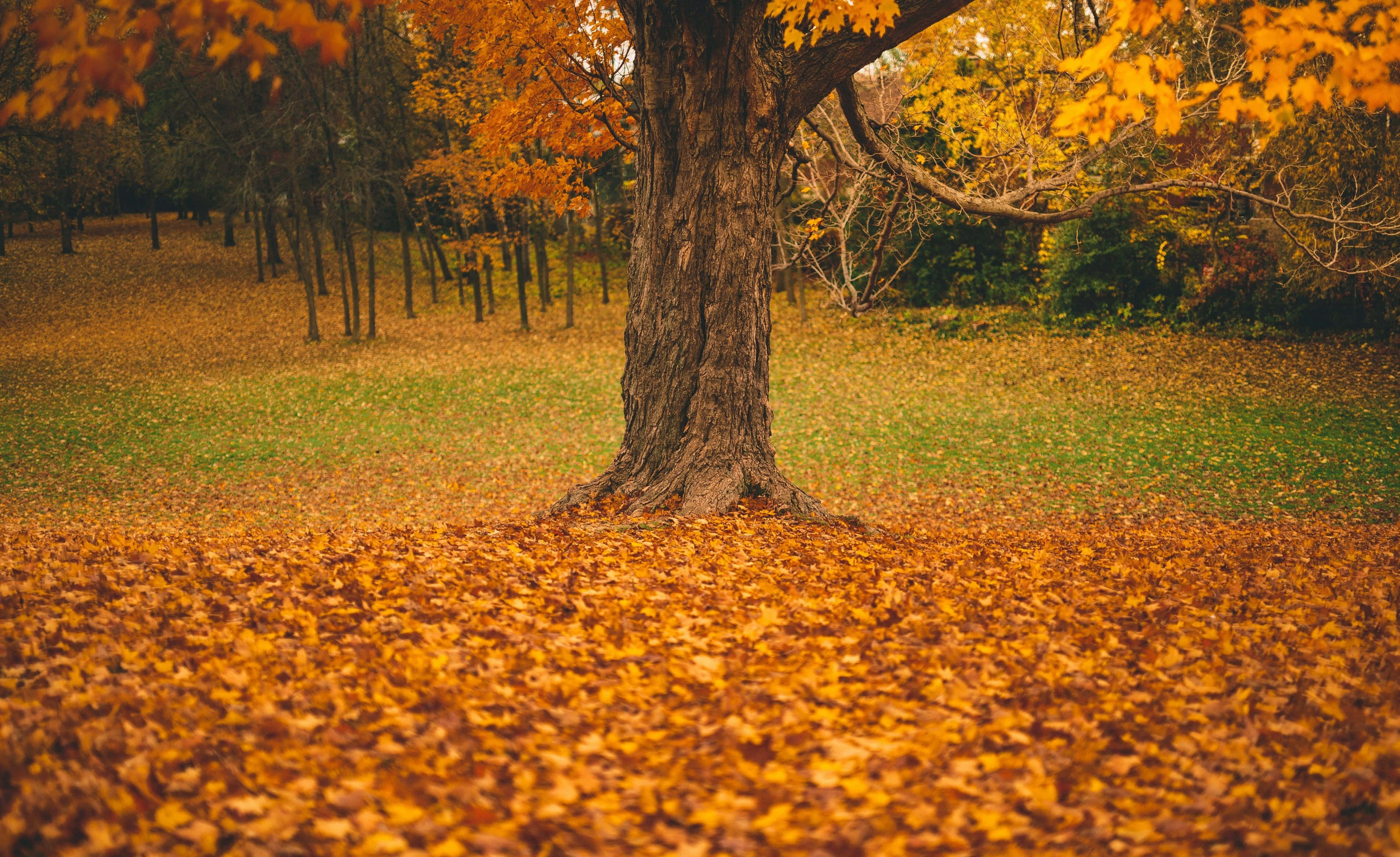 autumn tree, park, golden leaves, 4K Desktop Wallpaper