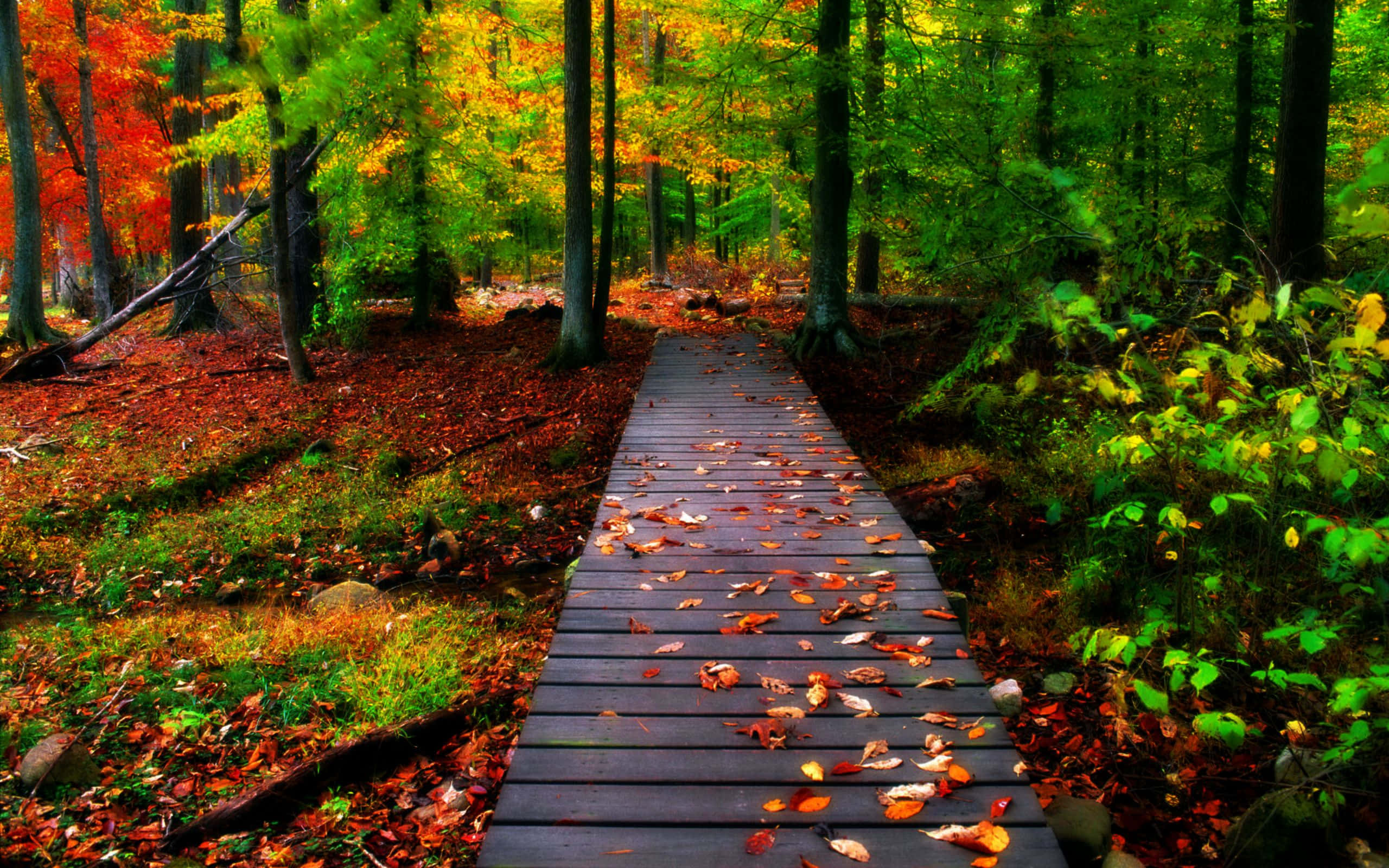 autumn forest, wooden boardwalk, fallen leaves, 2K Desktop Wallpaper