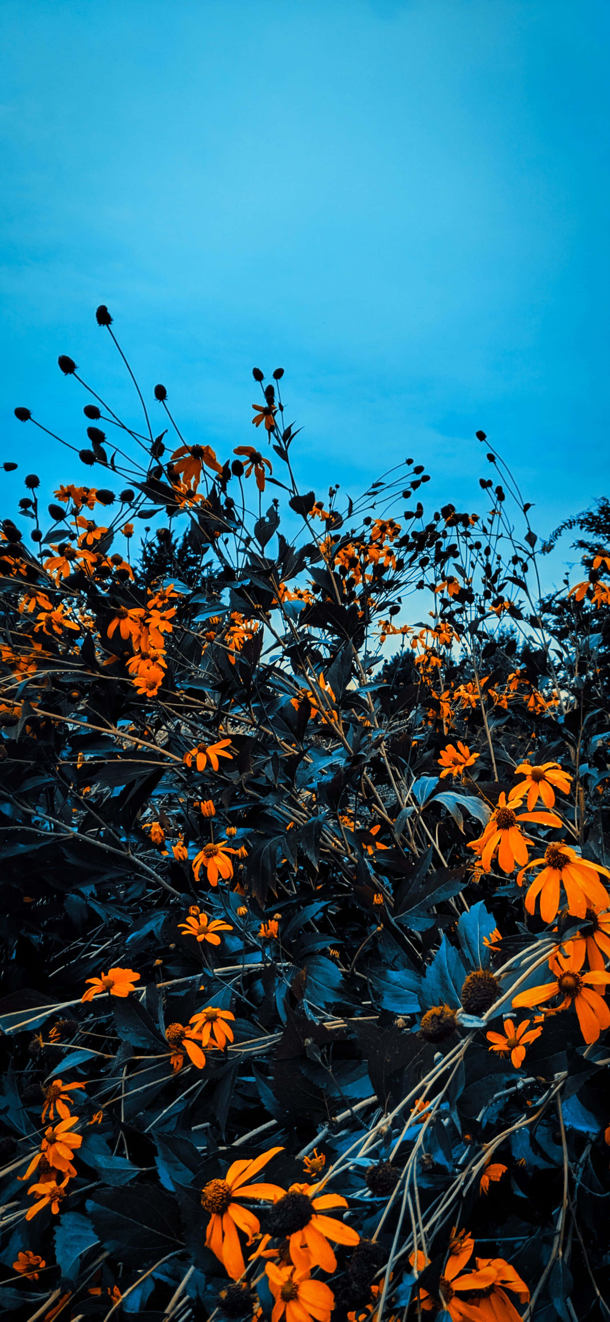 orange flowers, cool blue twilight sky, dense wild bush, 4K Phone Wallpaper