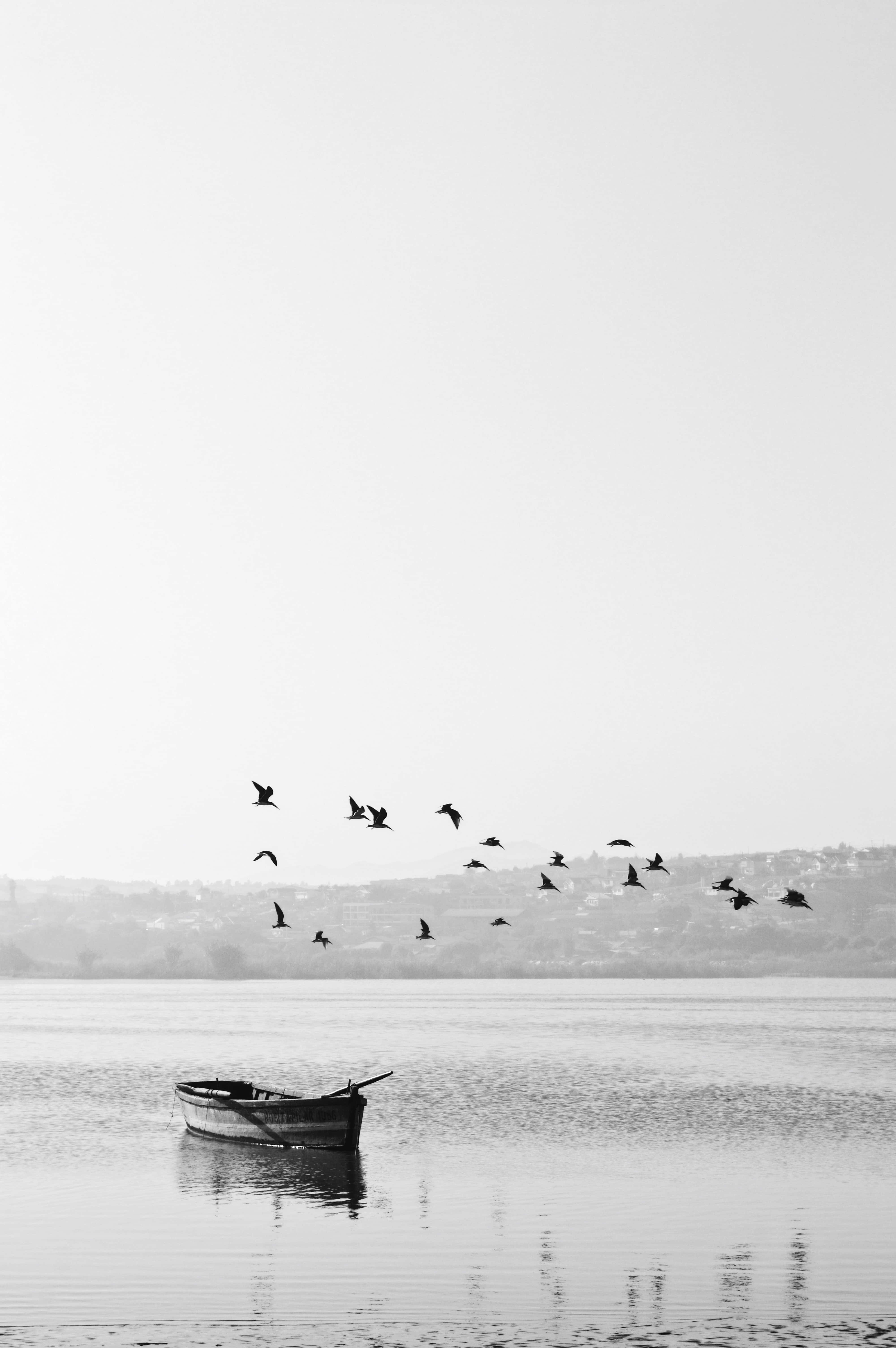 rowboat, birds, calm waters, 5K Phone Wallpaper