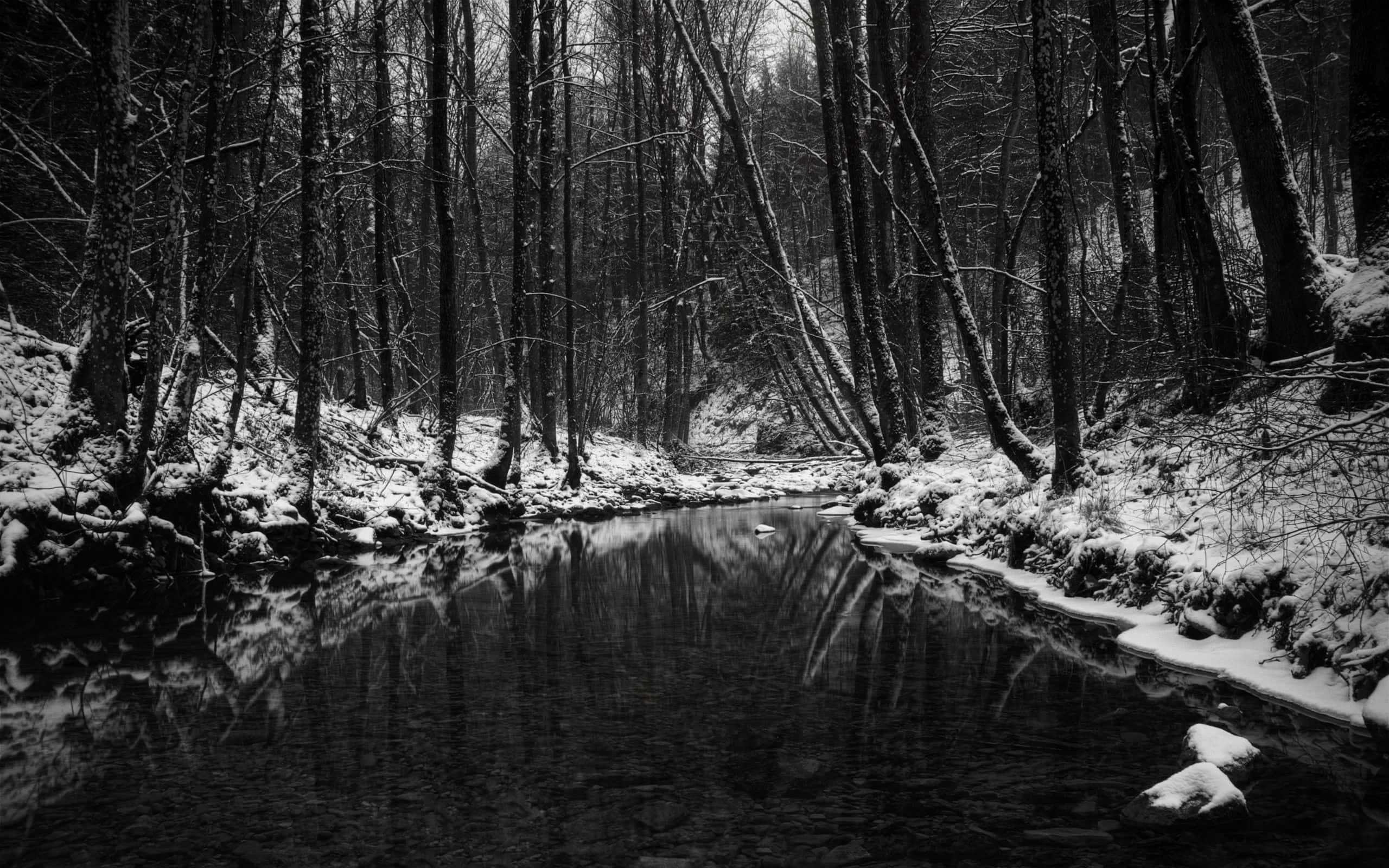 black and white, winter forest, calm stream, 2K Desktop Wallpaper