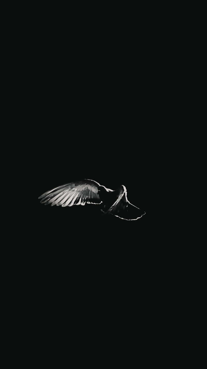 black and white image, bird flying, absolute darkness, HD Phone Wallpaper
