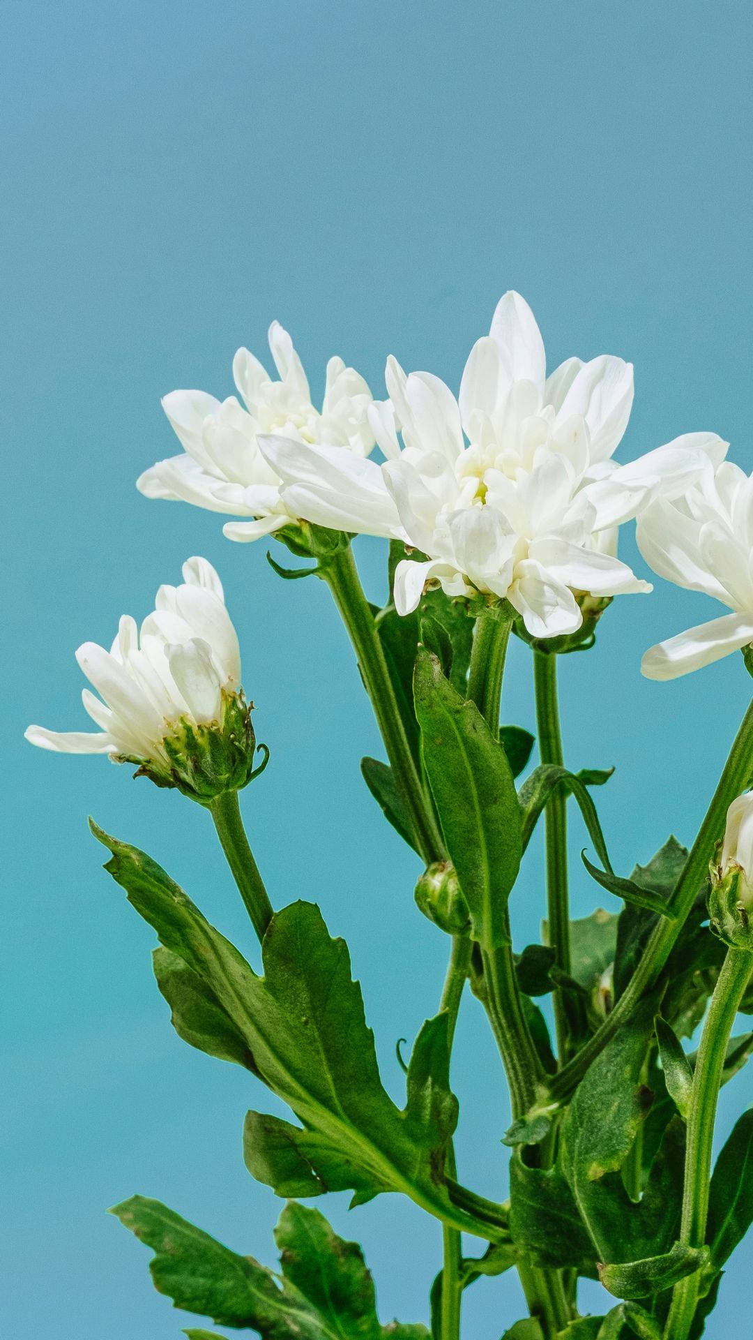 light blue, white daisies, green stems, Full HD Phone Wallpaper