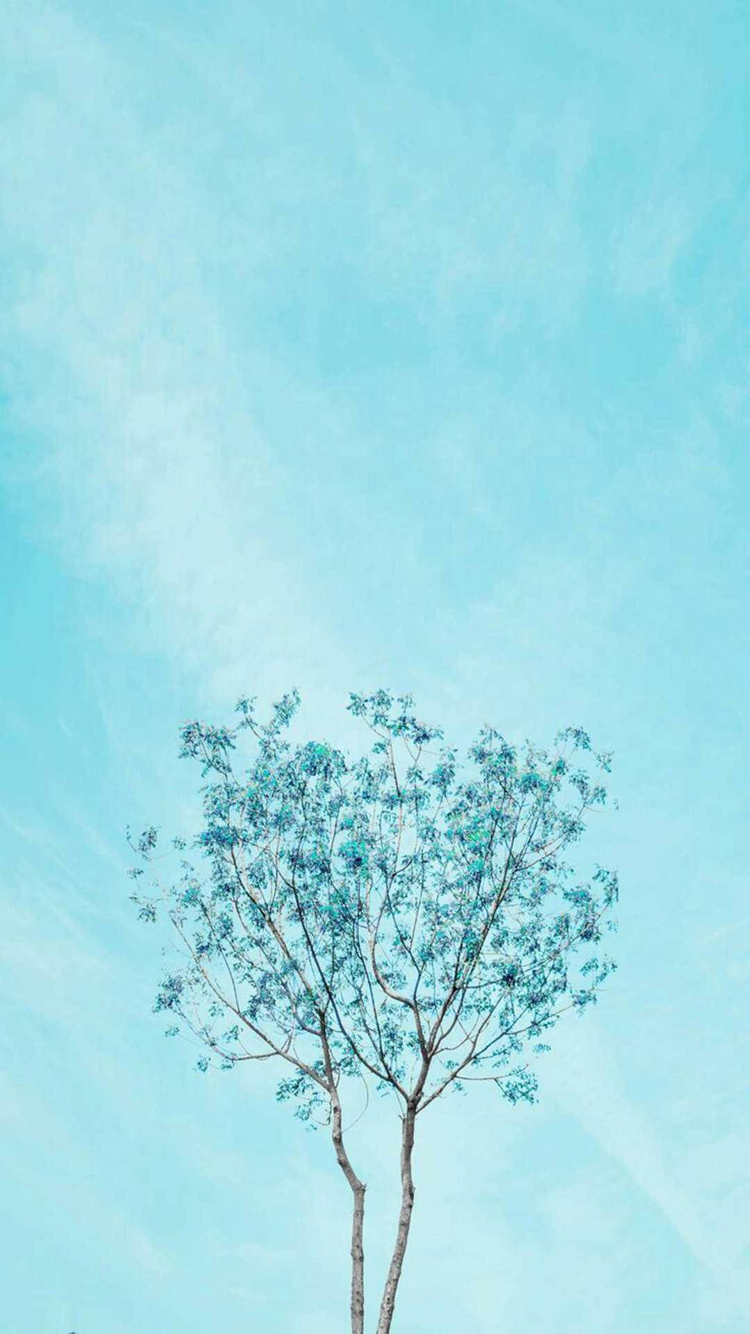 light blue, blue-green leaves, pale blue sky, Full HD Phone Wallpaper