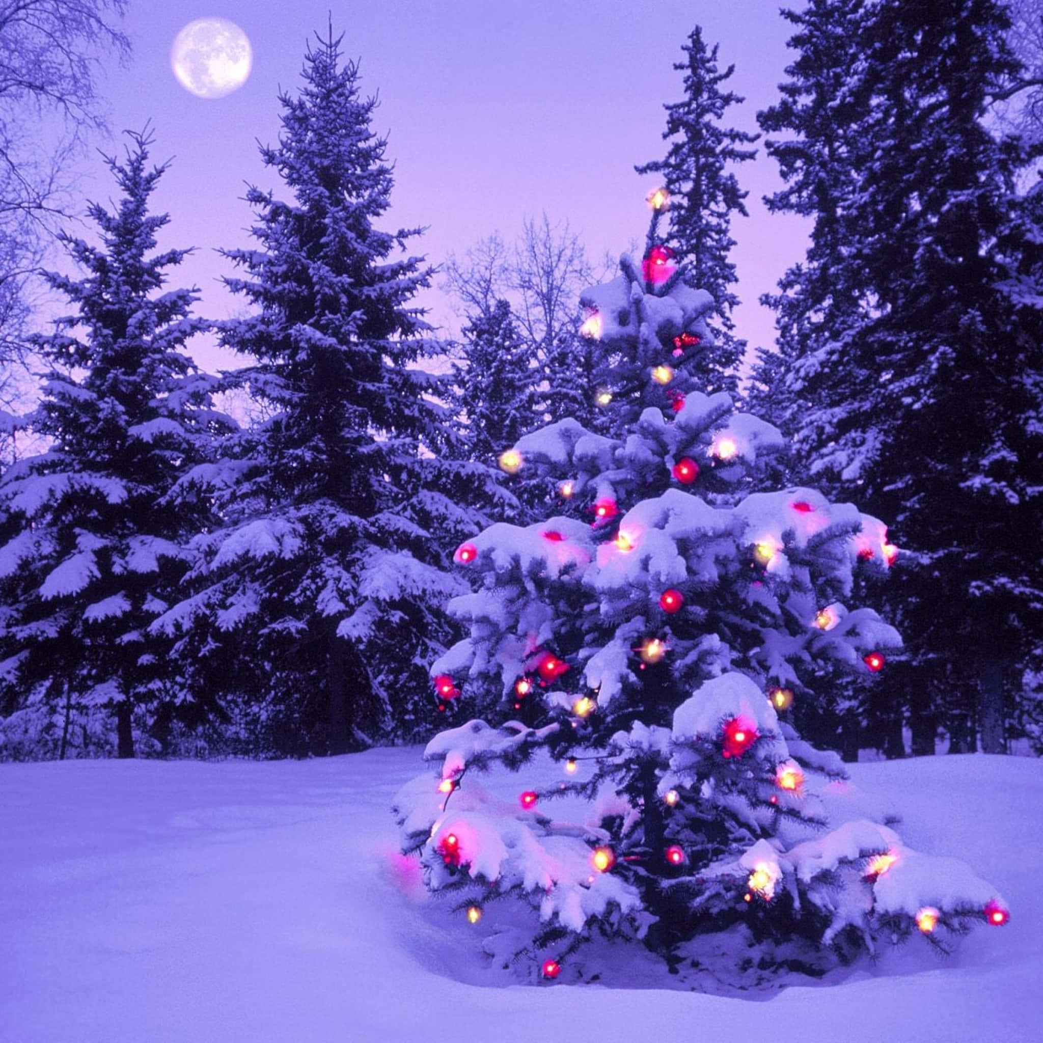 Simple Christmas iPad, snow-covered evergreen tree, red and yellow lights, Full HD Desktop Wallpaper