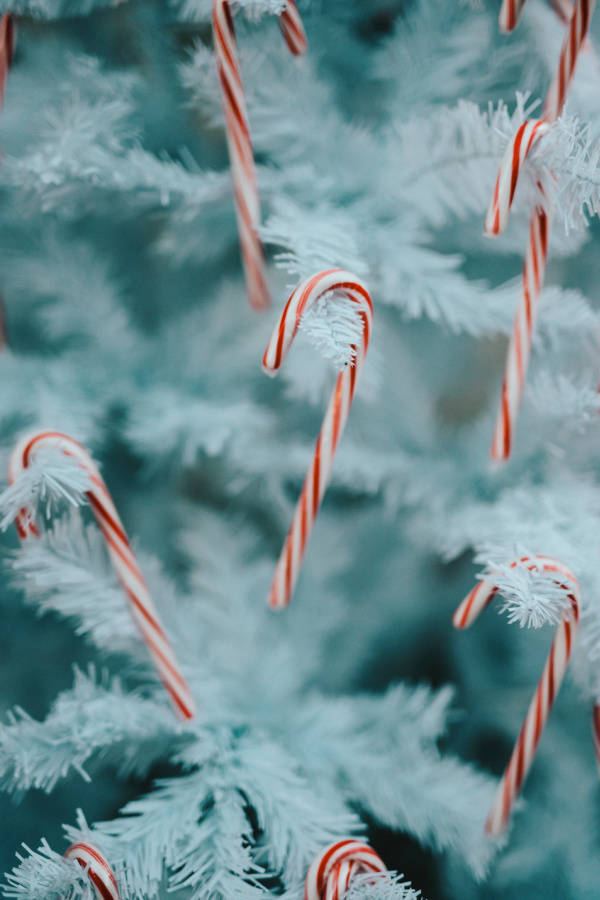 Simple Christmas, candy canes, red and white striped, SD Phone Wallpaper
