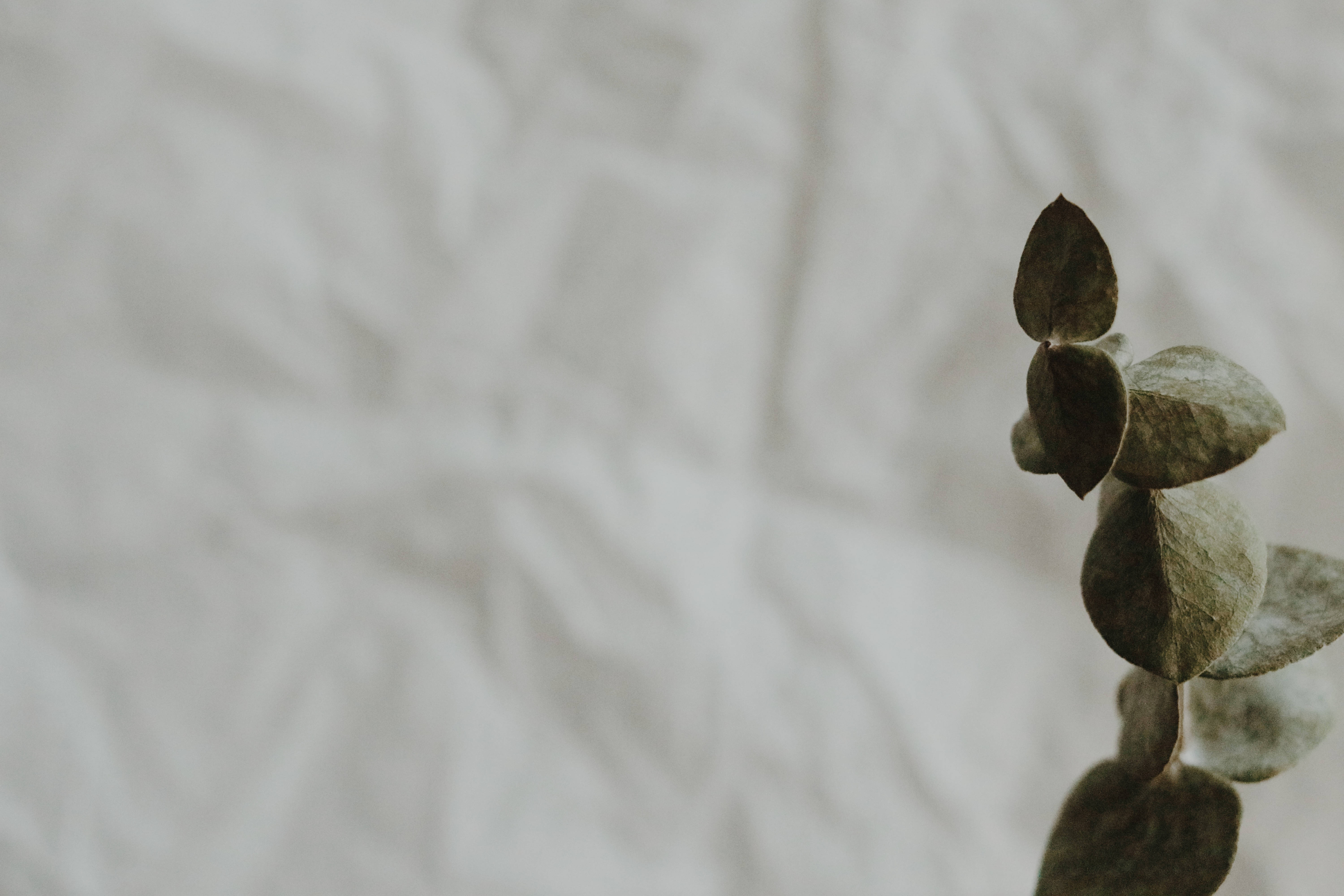 eucalyptus branch, muted green leaves, softly wrinkled white fabric background, 5K Desktop Wallpaper