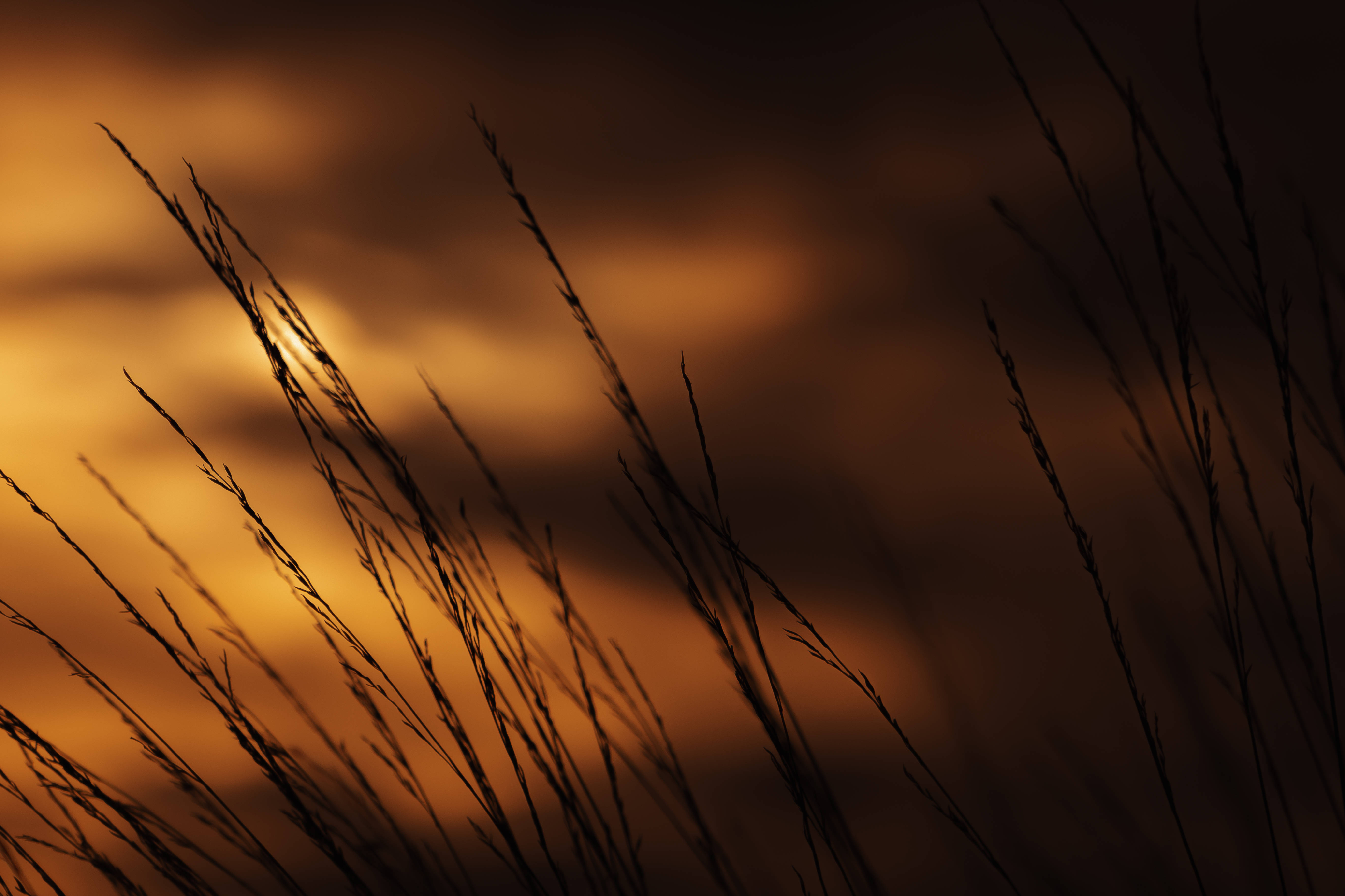 tall grass, golden sunset sky, soft blurred clouds, 5K Desktop Wallpaper