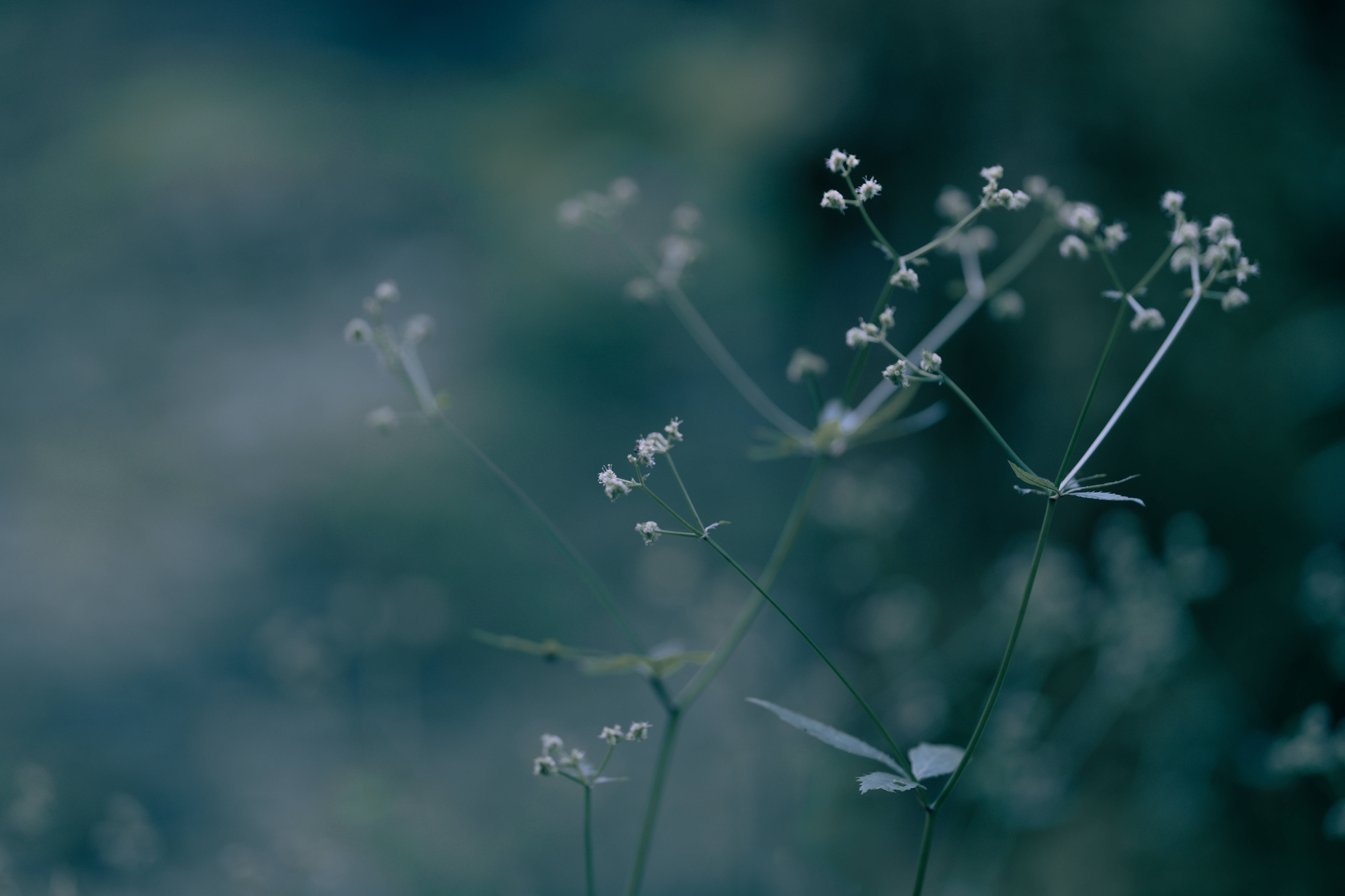 Simple Dark Aesthetic, white wildflowers, slender stems, 5K Desktop Wallpaper