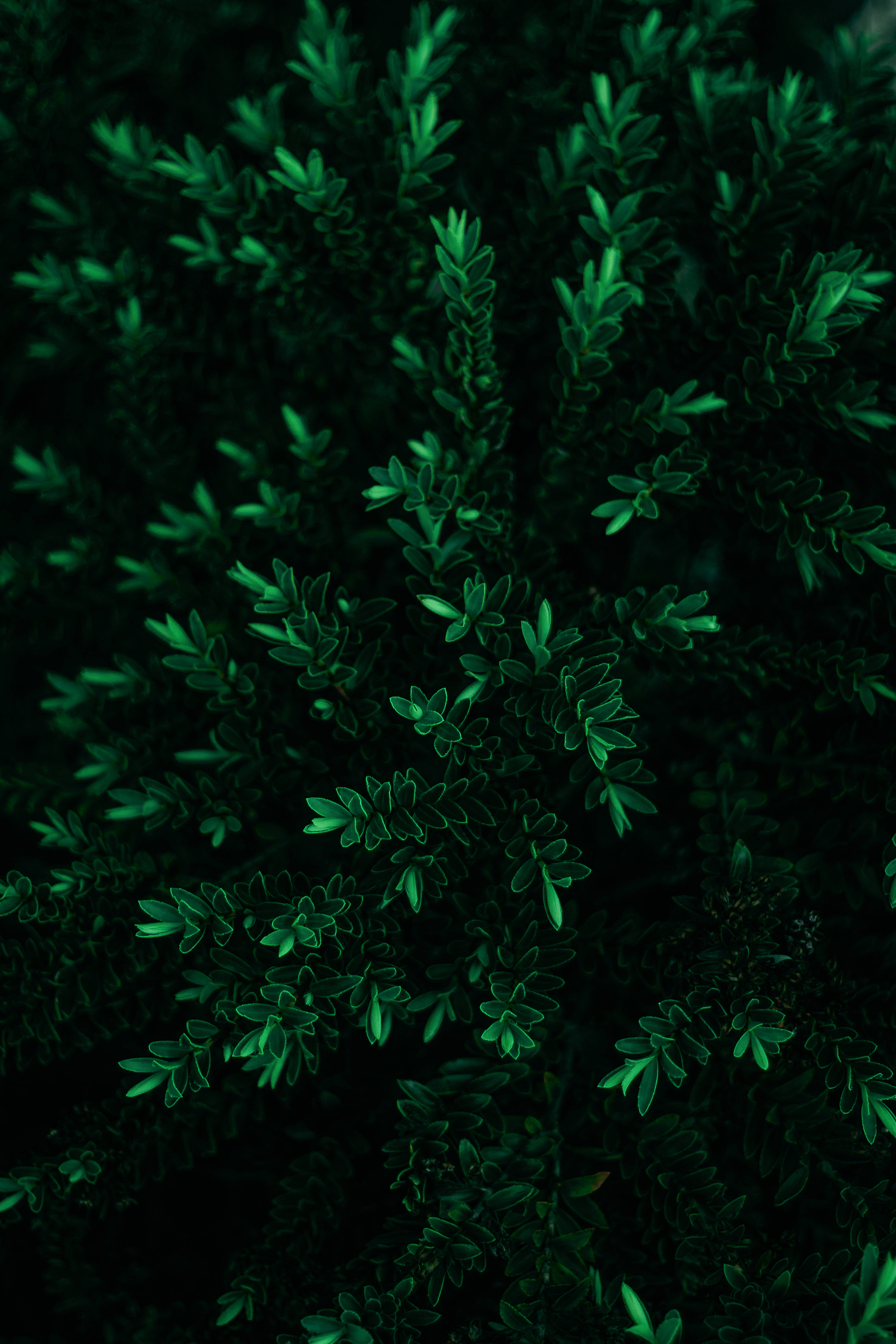 Tall Leaves, dark green foliage, sharp leaf edges, 5K Phone Wallpaper