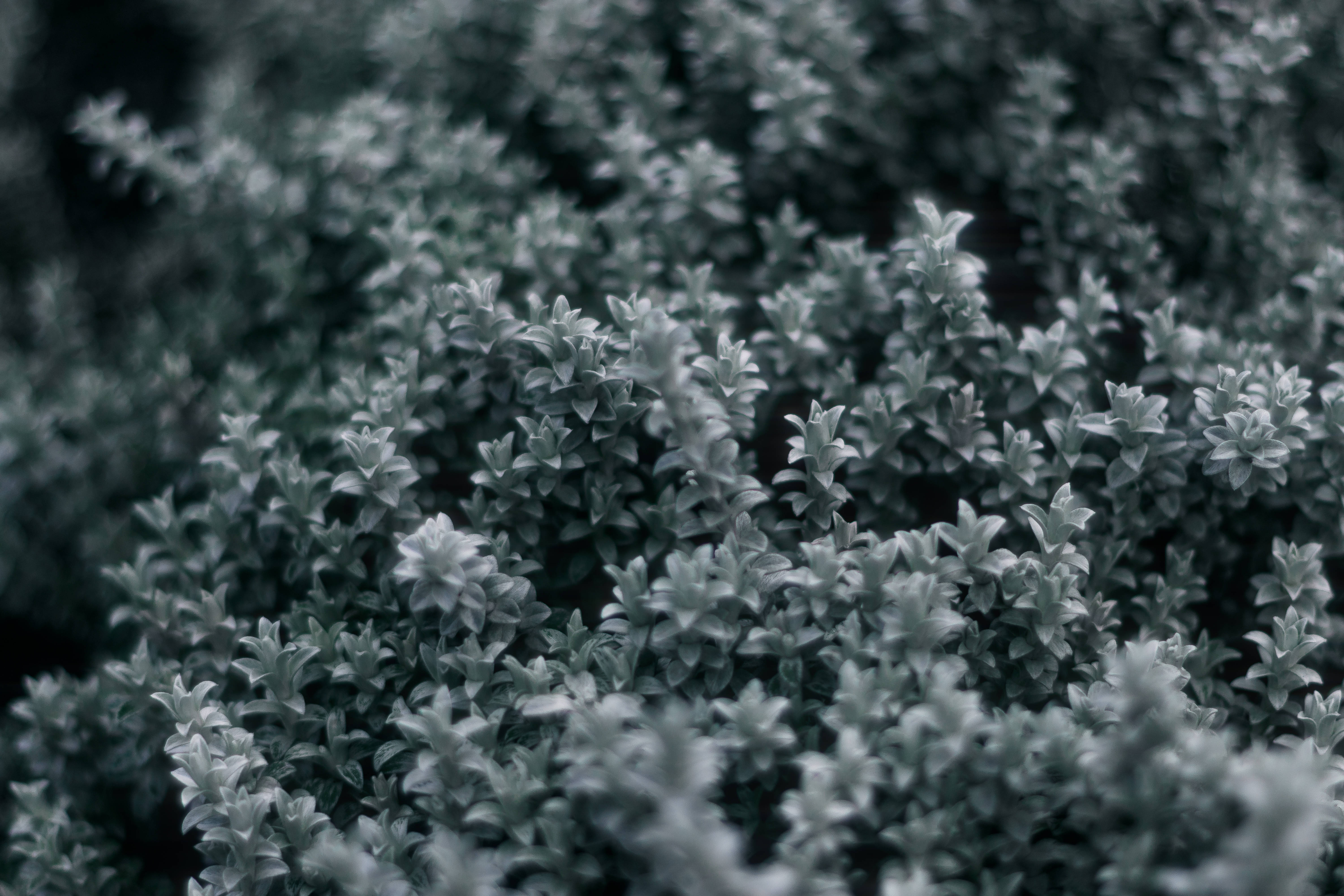 Simple Dark Aesthetic, gray plants, silvery-green foliage, 5K Desktop Wallpaper