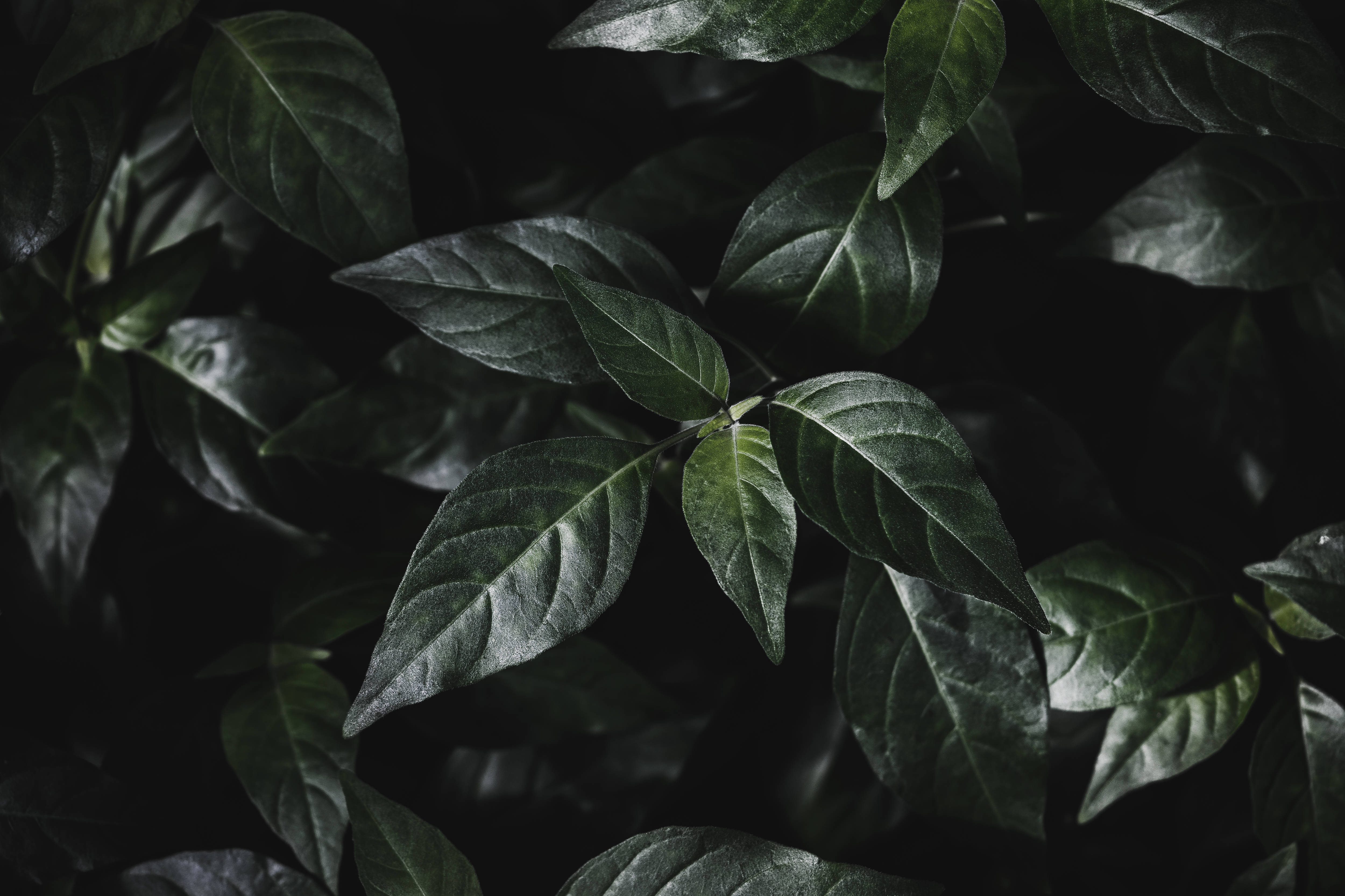 forest leaves, glossy dark green leaves, sharp veins, 4K Desktop Wallpaper
