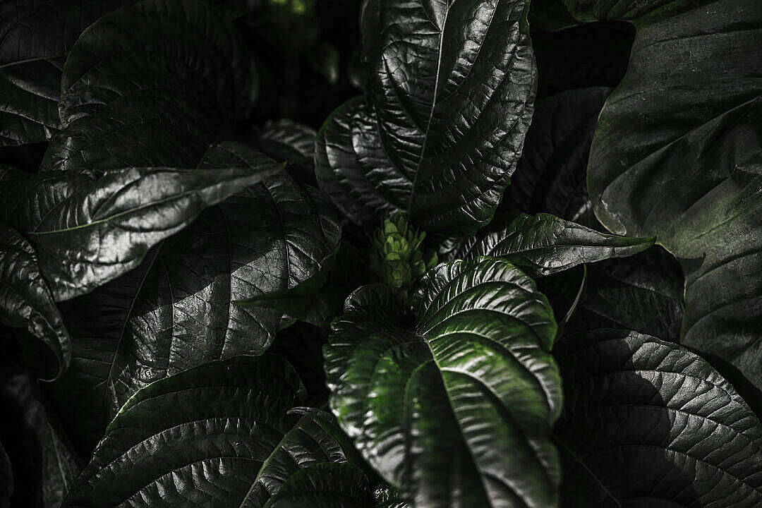 glossy dark green leaves, textured veins, subtle sheen, SD Desktop Wallpaper