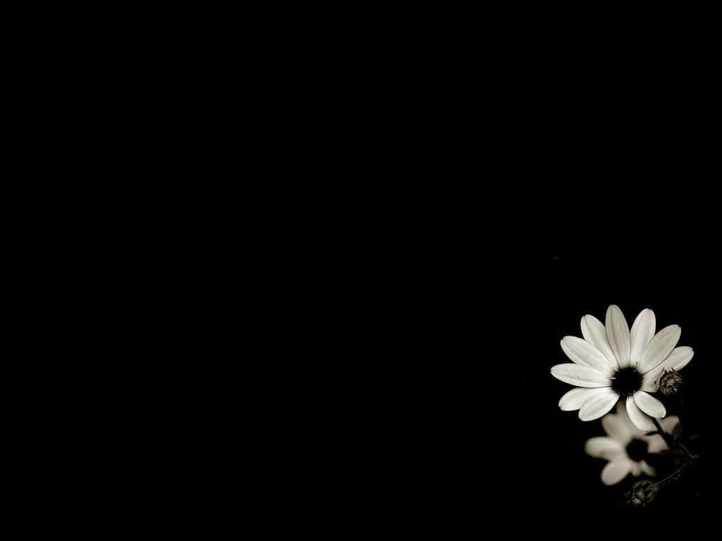white daisy, dark center, stark black background, SD Desktop Wallpaper