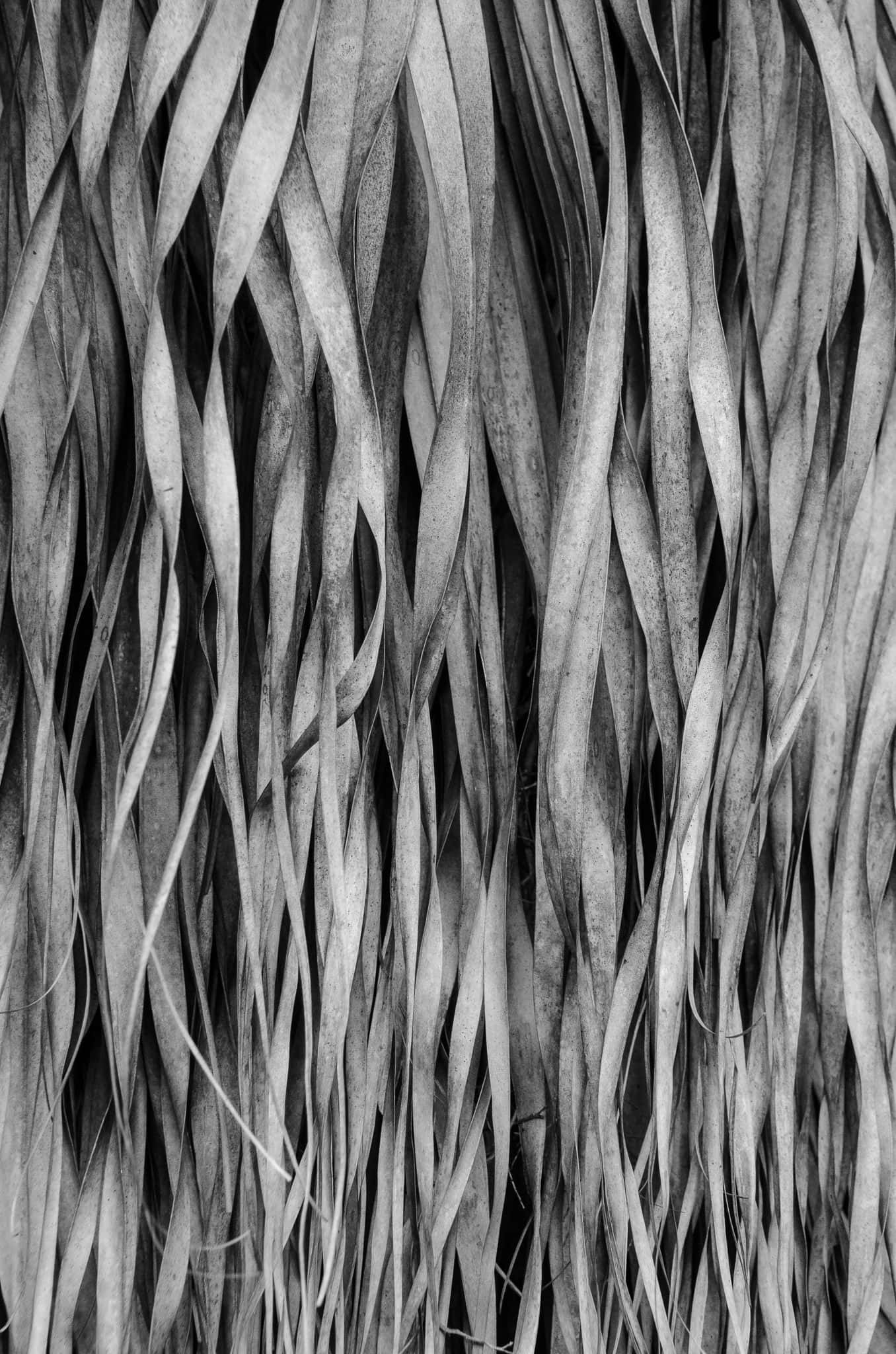 black and white texture, monochrome close-up, textured overlapping plant leaves, Full HD Phone Wallpaper