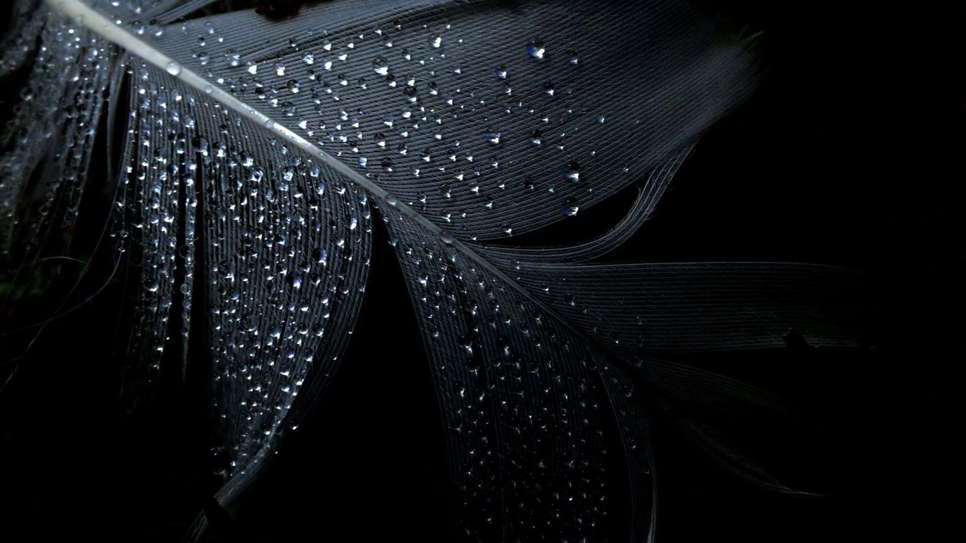 dark feather, dewdrops, black background, Full HD Desktop Wallpaper