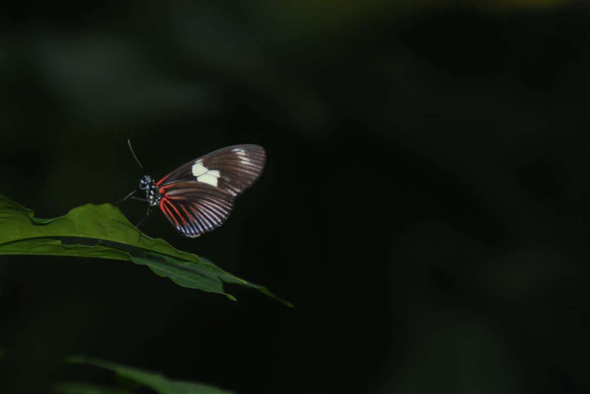 red black and white butterfly, vibrant green leaf, dark blurred forest backdrop, SD Desktop Wallpaper