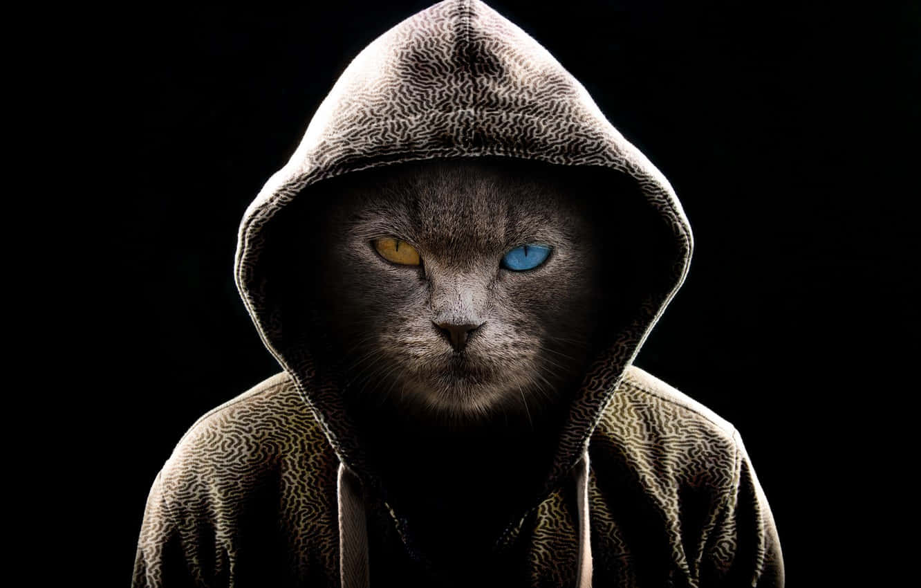gray cat, patterned hoodie, one yellow eye, HD Desktop Wallpaper
