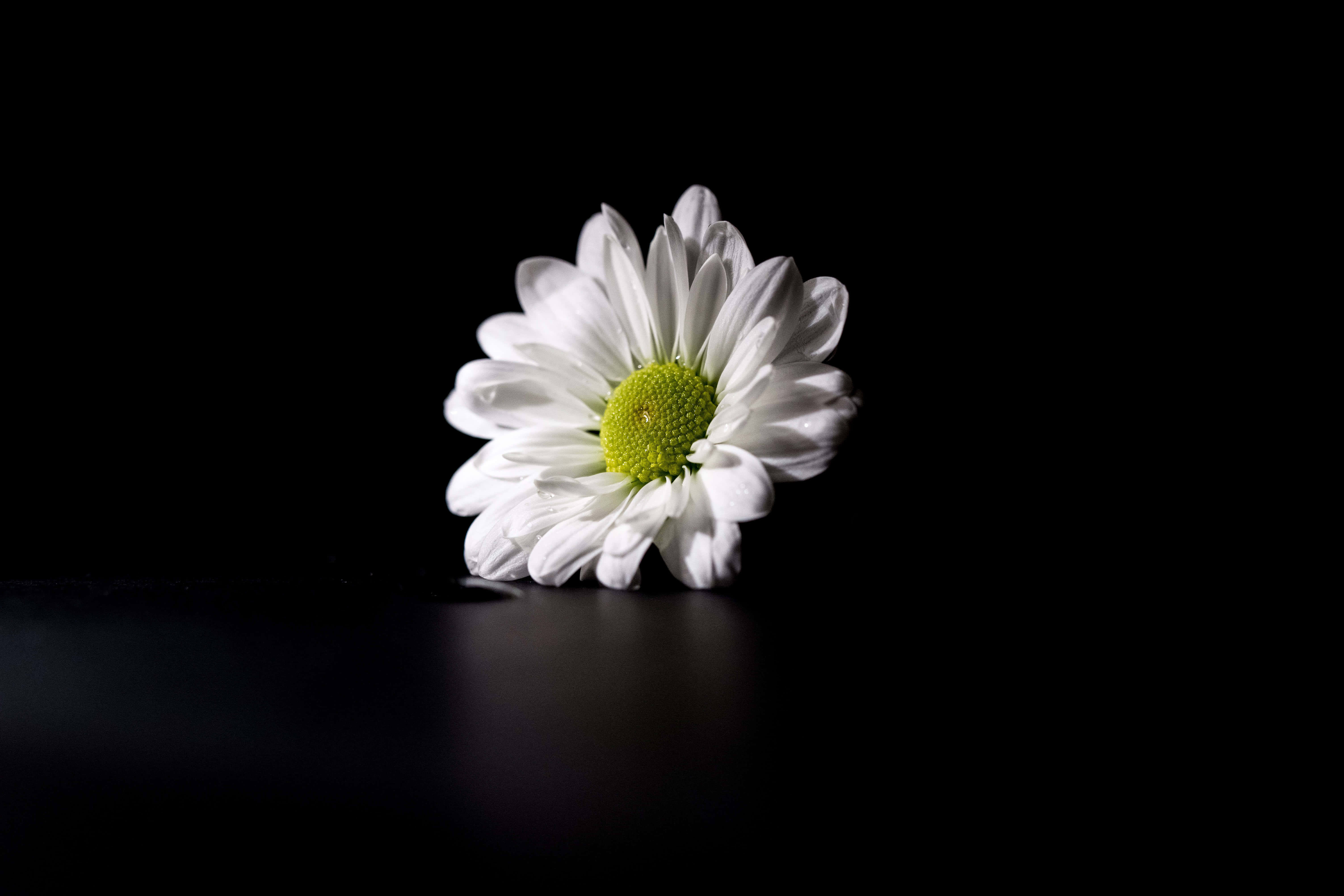 white daisy, vibrant green center, black surface, 5K Desktop Wallpaper