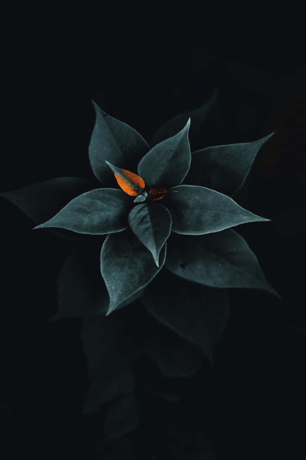 dark teal flower, vibrant orange center, pure black background, HD Phone Wallpaper