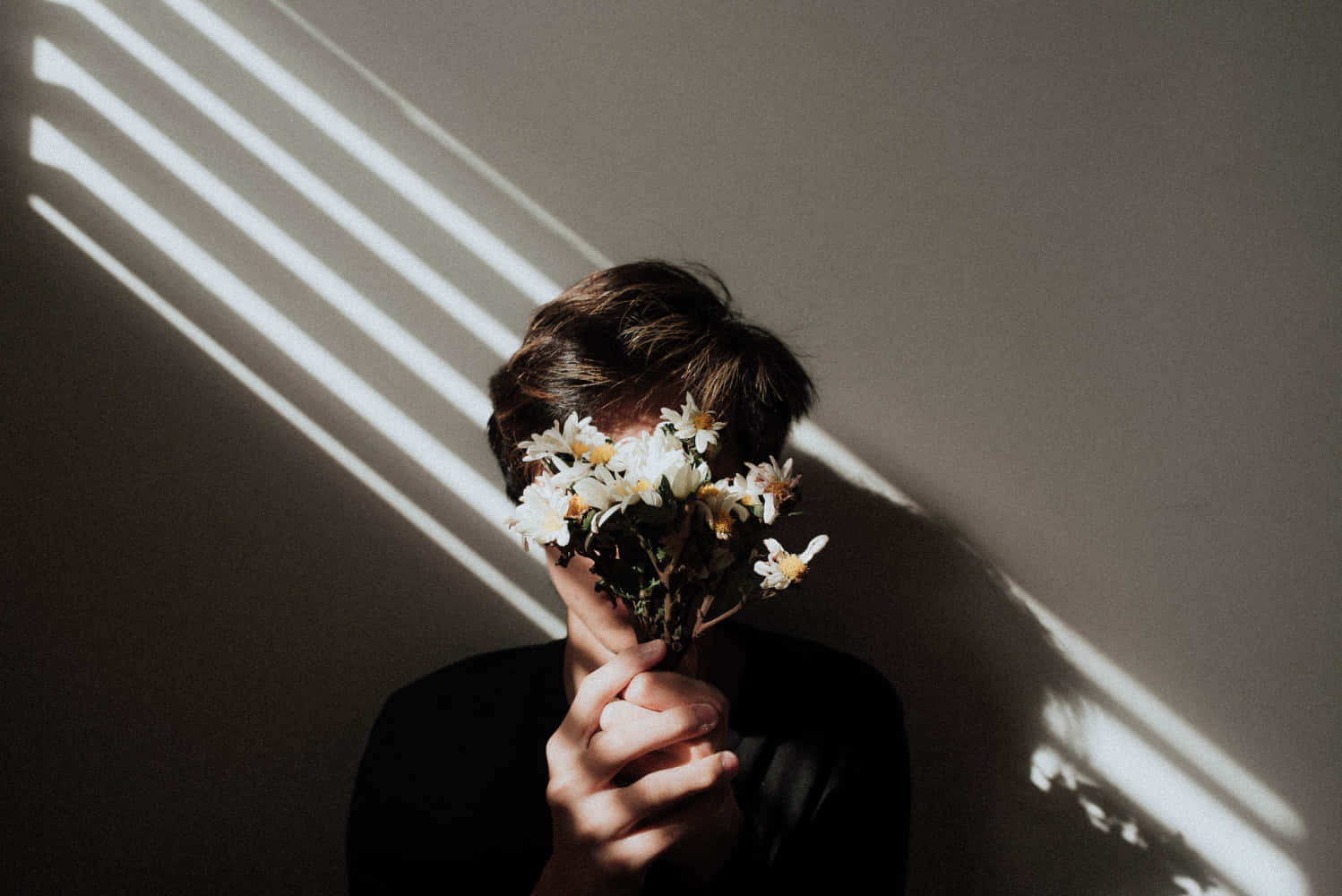 white daisies, diagonal sunlight, plain wall, HD Desktop Wallpaper