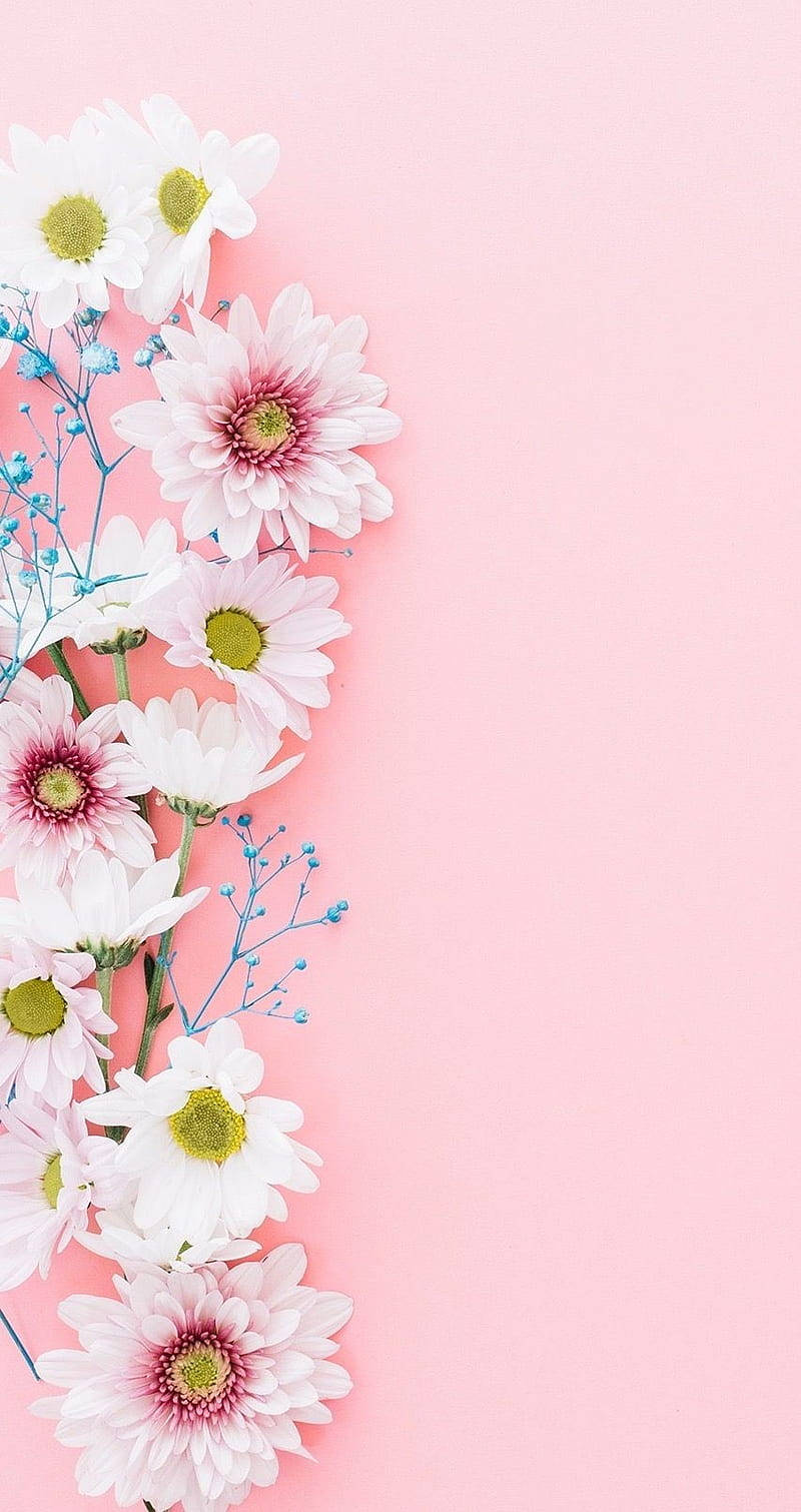 white and pink daisies, blue baby's breath flowers, soft pink background, HD Phone Wallpaper