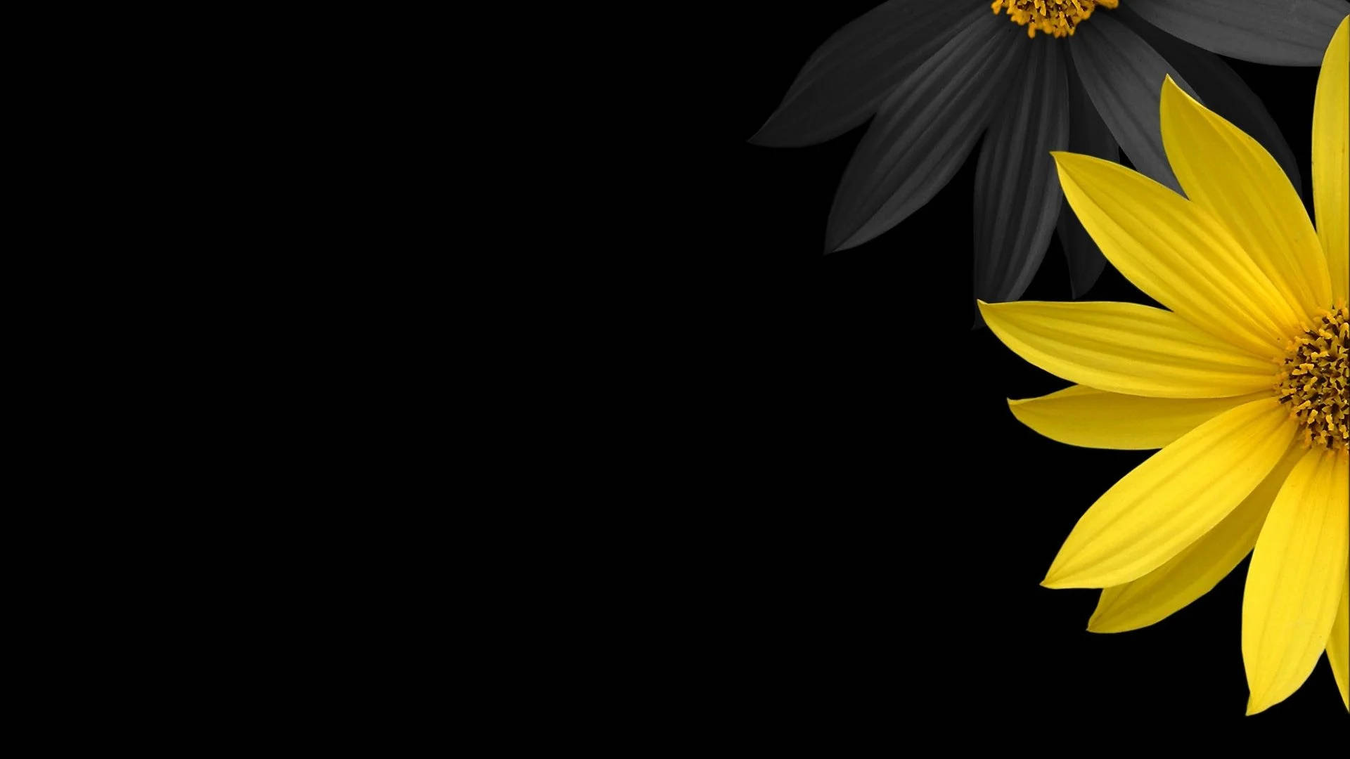 yellow flower, black background, monochrome companion, Full HD Desktop Wallpaper