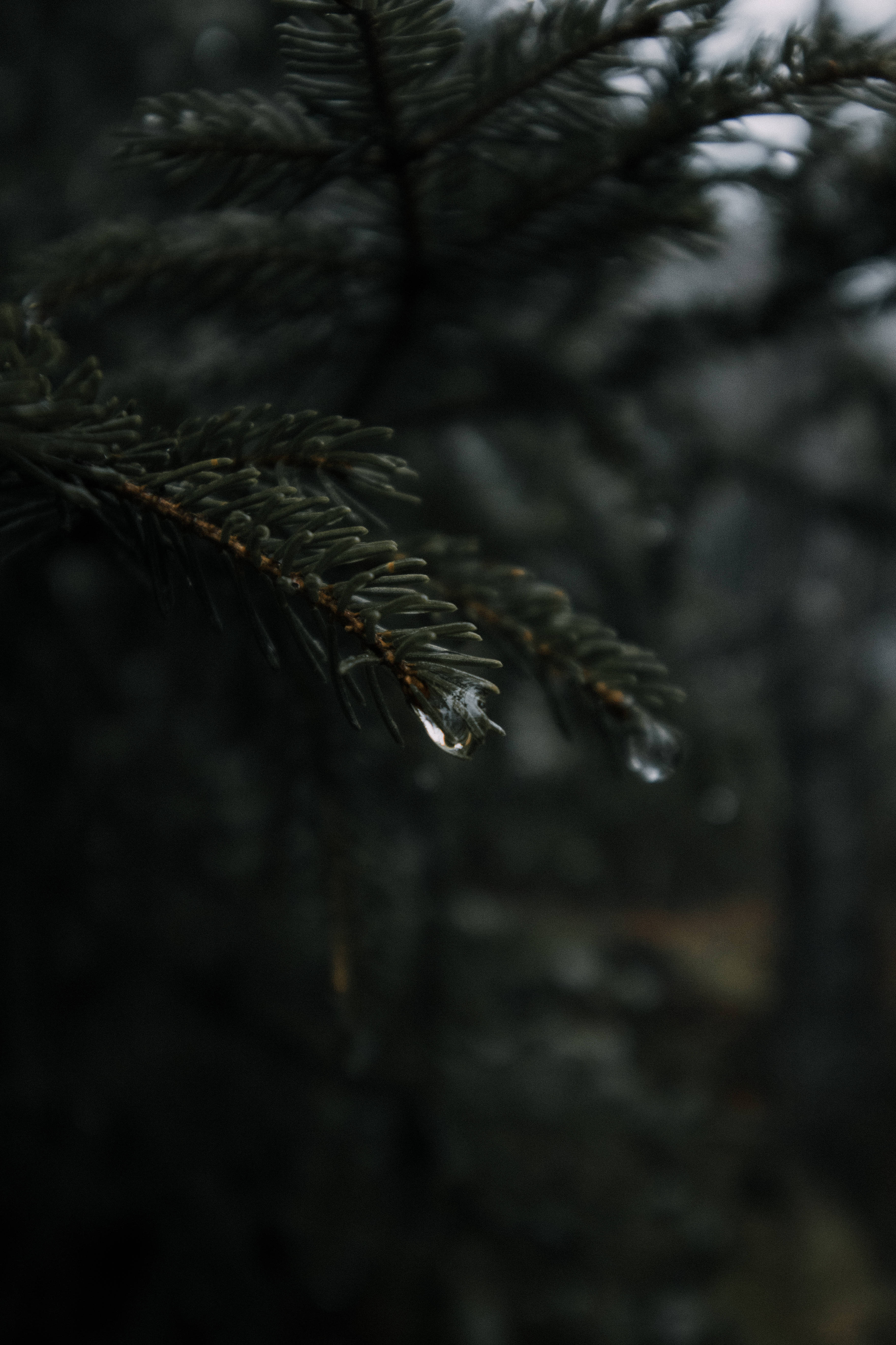 pine branch, glistening water droplets, dark blurred forest background, 5K Phone Wallpaper