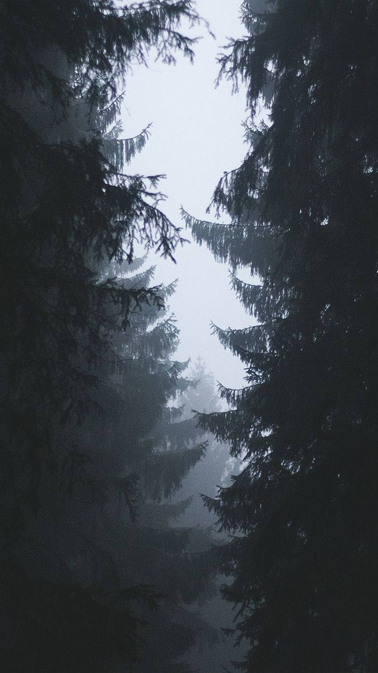 dense forest, misty forest canopy, pale sky, HD Phone Wallpaper