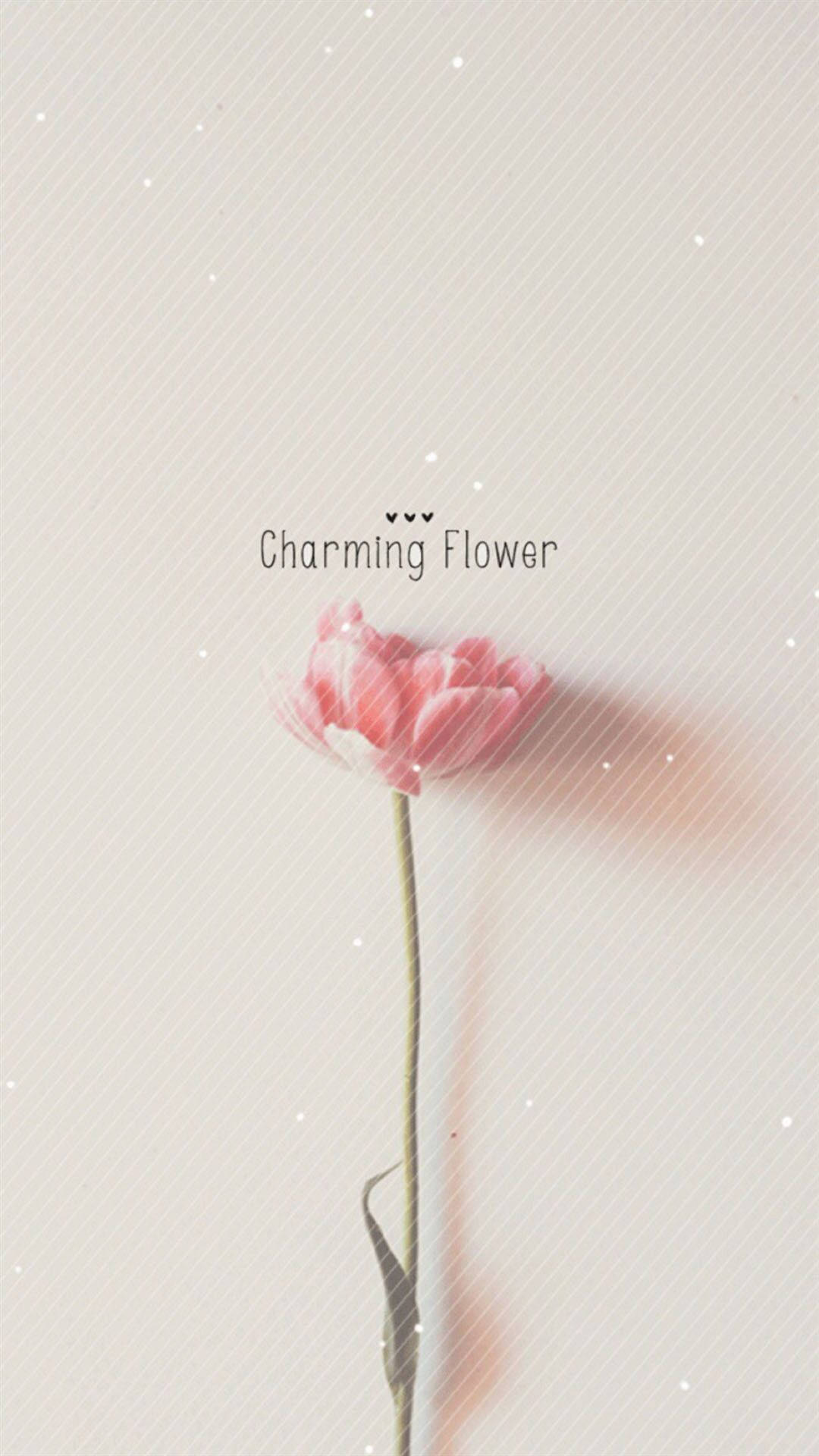 pink flower, slender stem, soft beige background, Full HD Phone Wallpaper