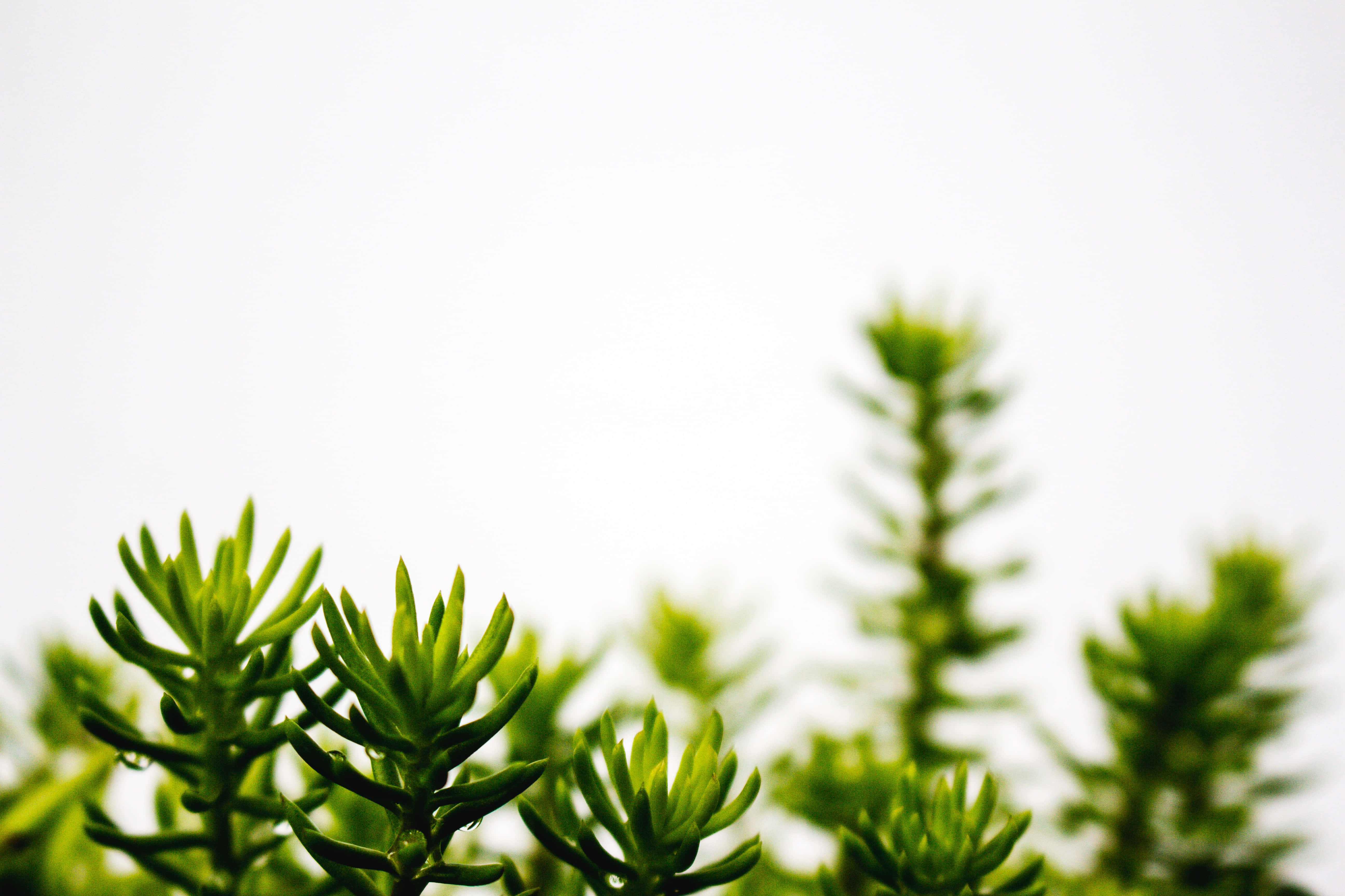vibrant green succulent plants, sharp leaves, soft white background, 5K Desktop Wallpaper
